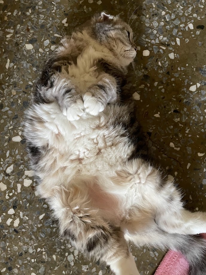 Adorable Feline Alert
