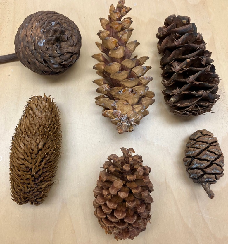 Exploring the Fascinating Varieties of Pinecones