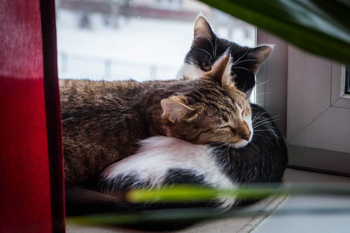 Embracing the Bliss of a Lazy Day