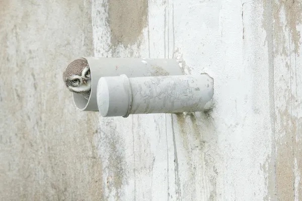Who's Knocking at the Door?