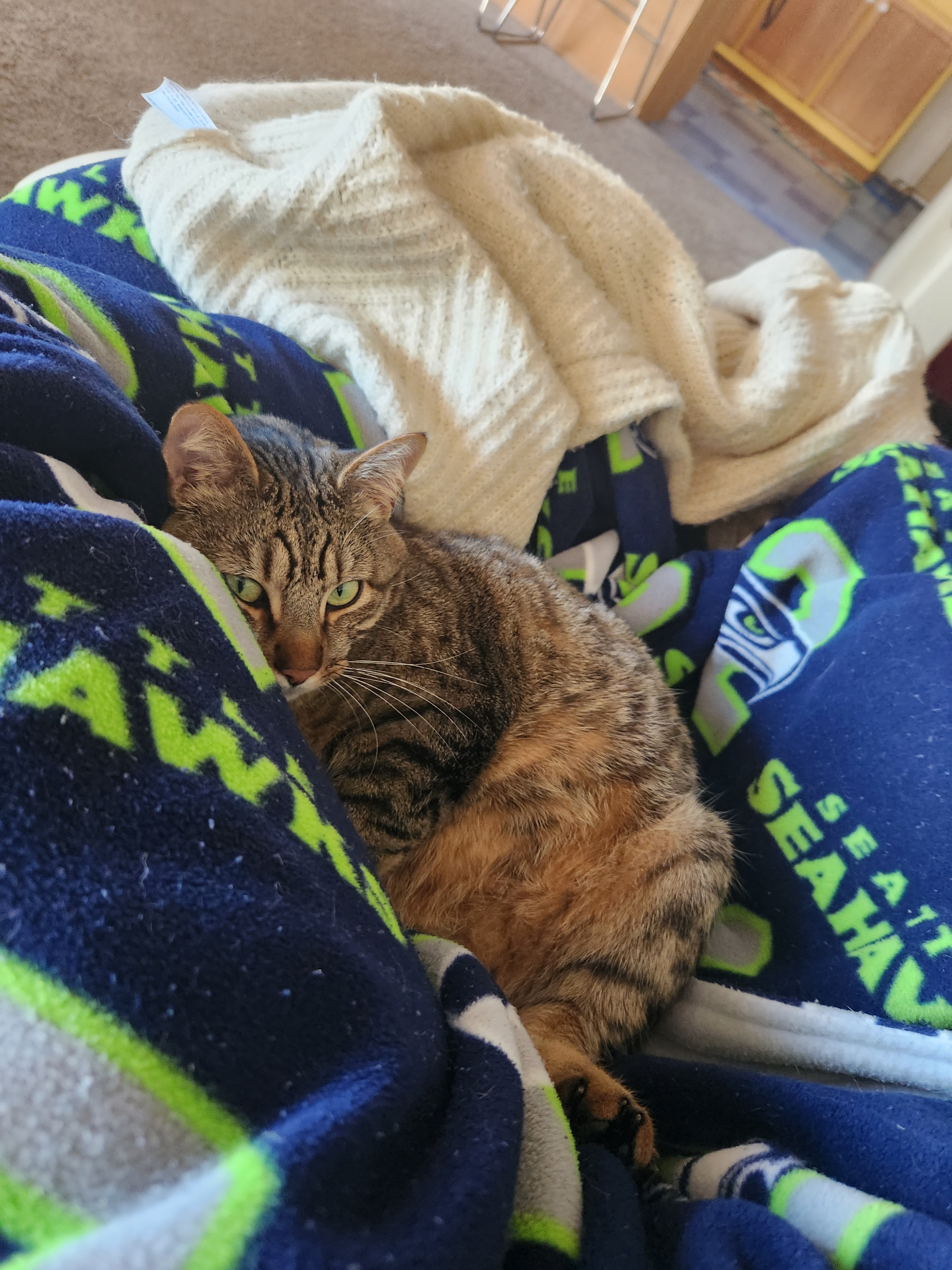 Luke the Rescue Cat Cuddles Up with His Sick Mom for Comfort