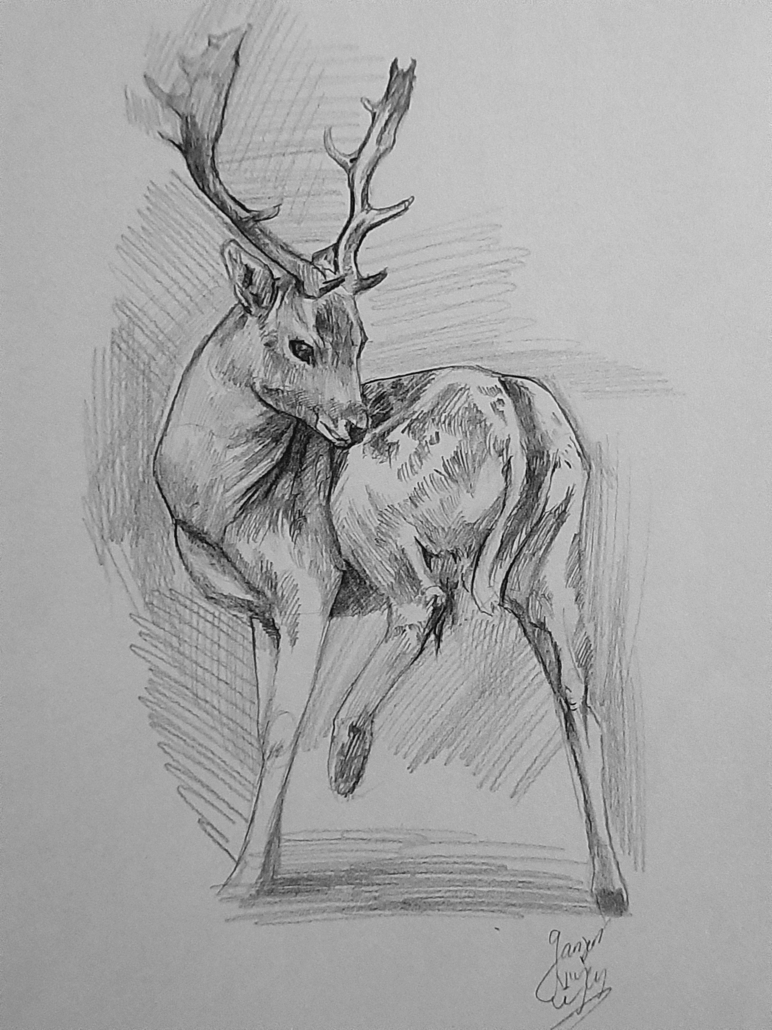 Majestic Deer in Their Natural Habitat