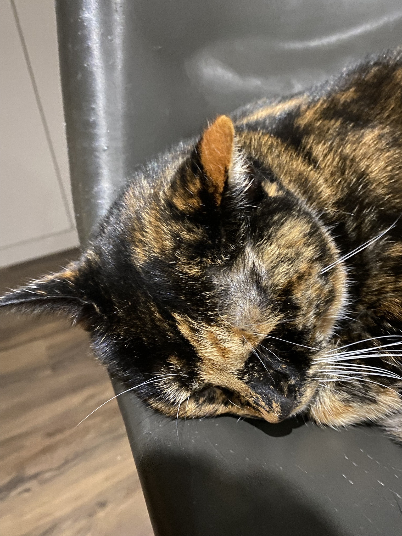 Crumble's Daily Dose of Delight