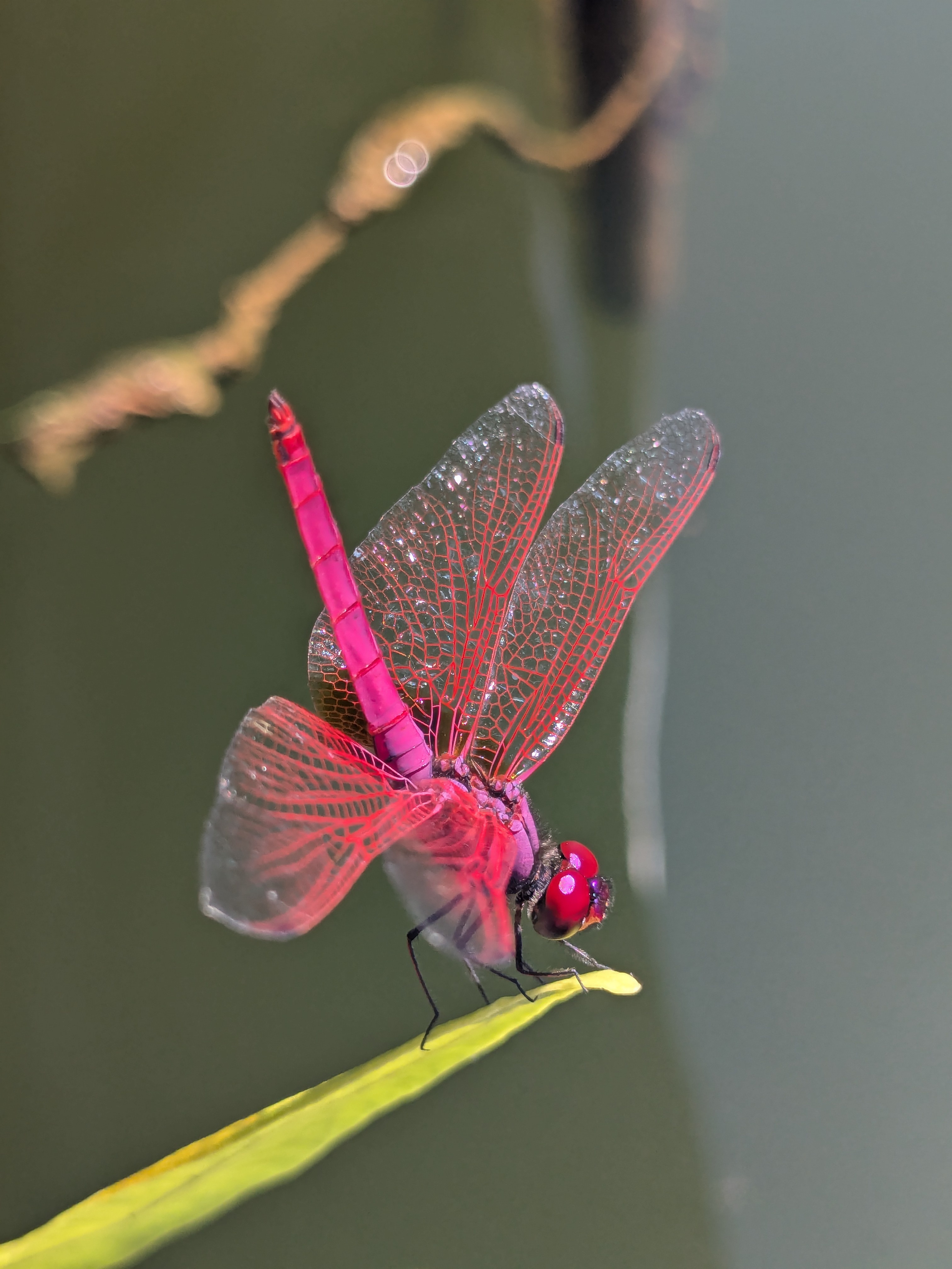 What Do You Think This Gorgeous Creation Should Be Called?