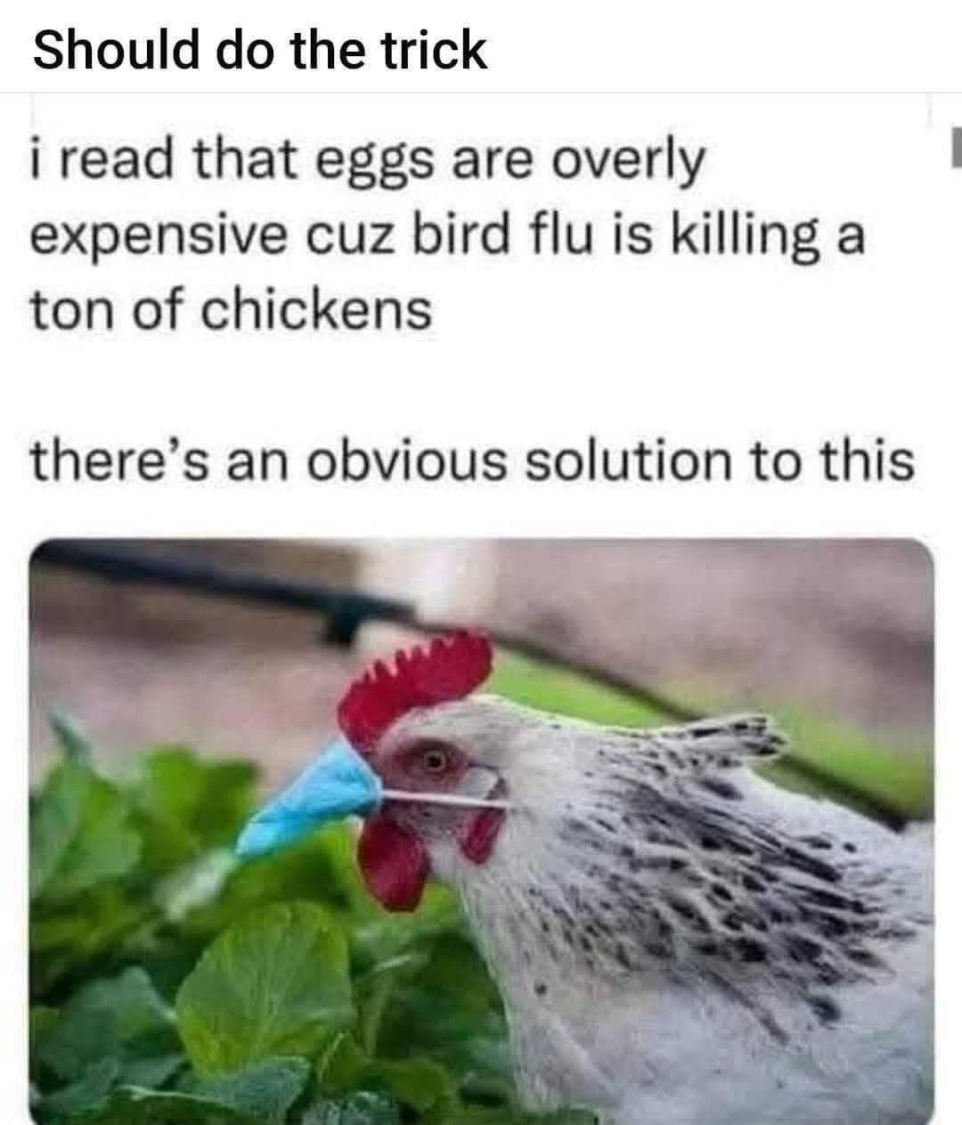 The Ultimate Answer to the Bird Flu Crisis!