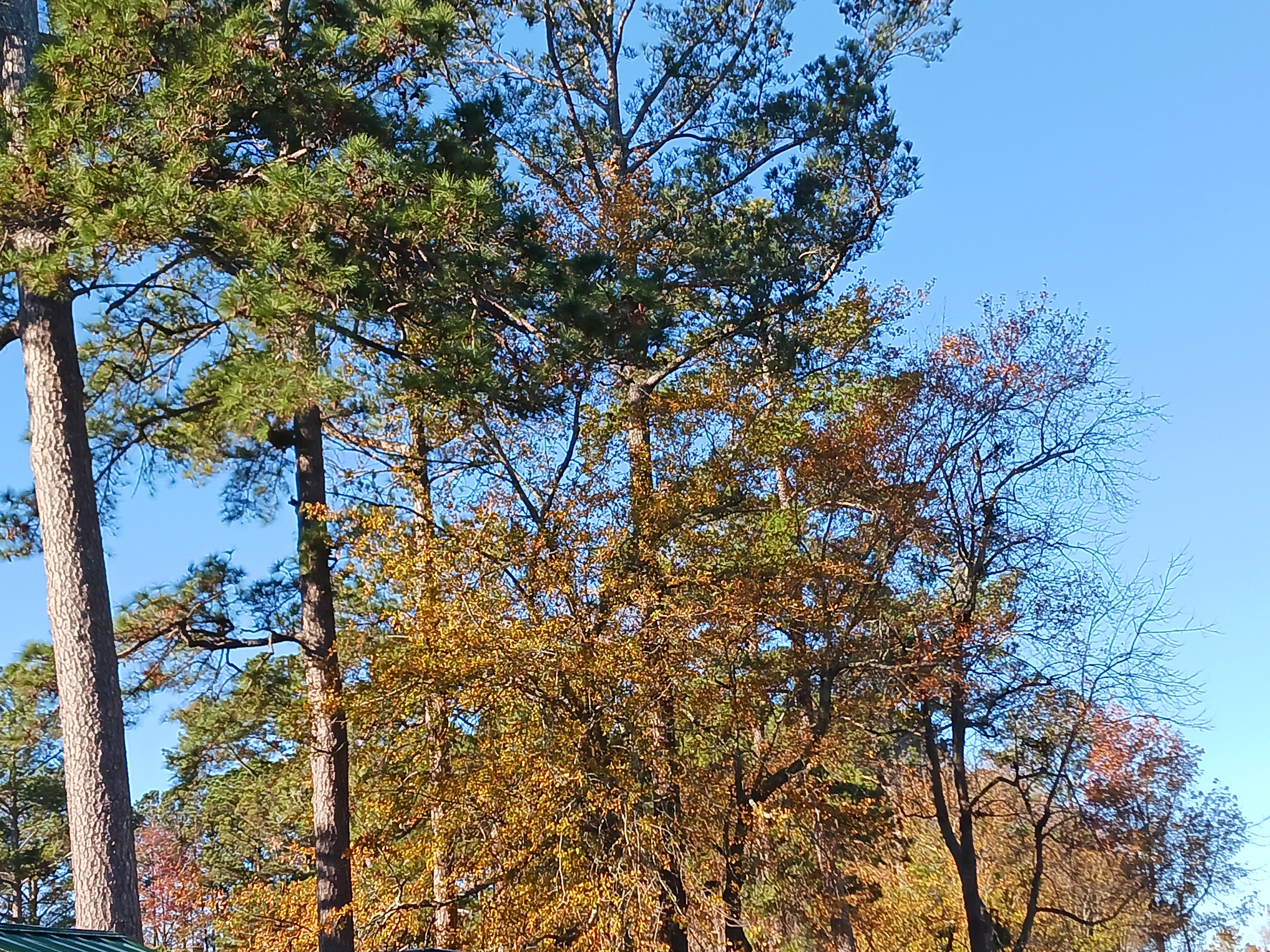 Unexpected Autumn Colors in December