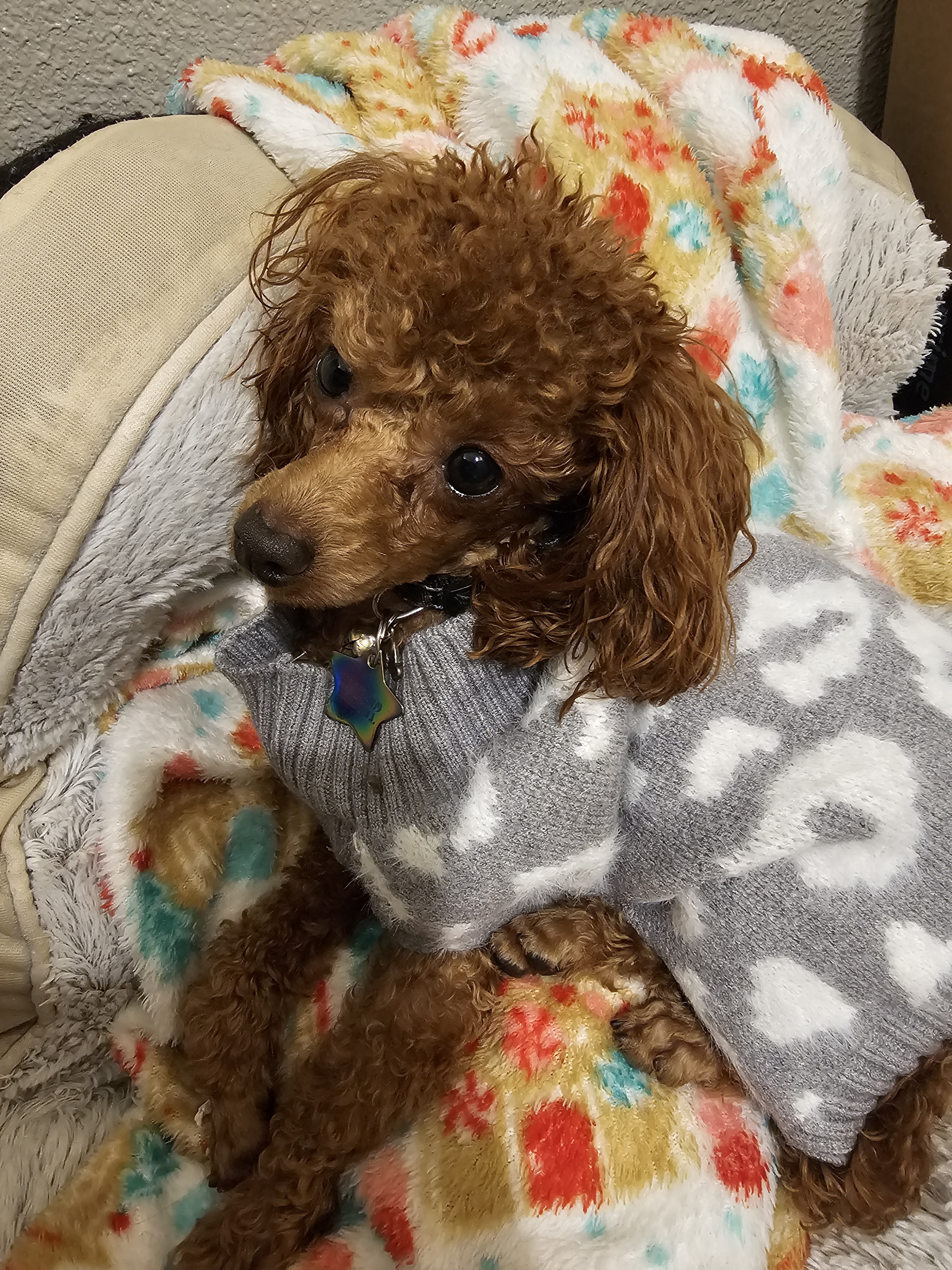 Zia Enjoying a Relaxing Day