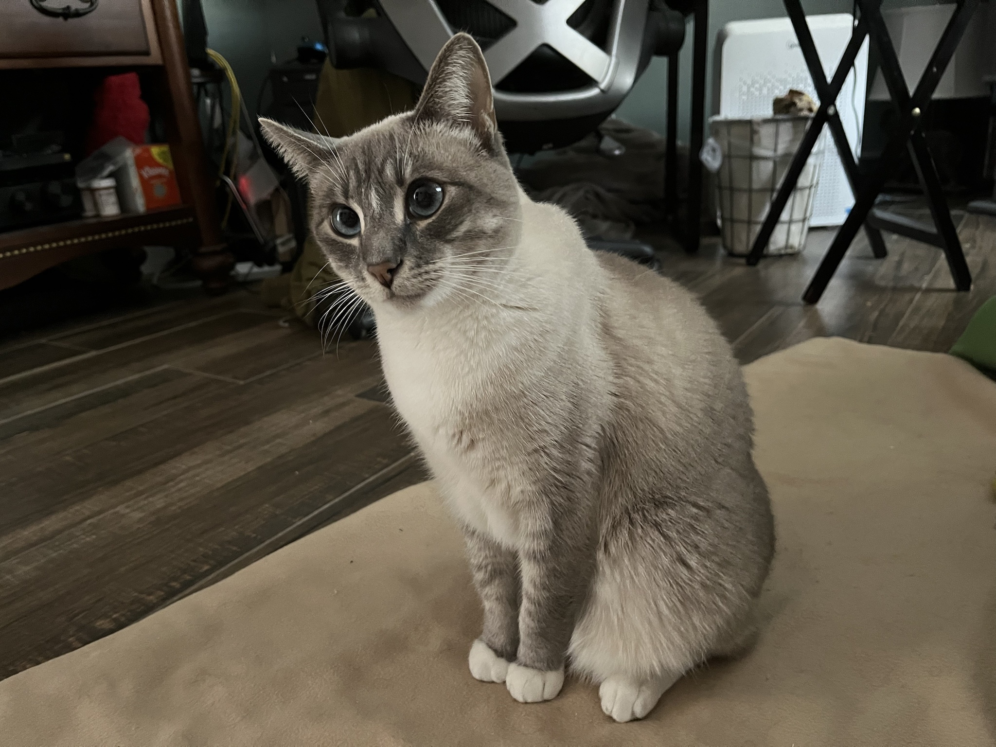 Daily dose of cuteness: Ivy the cat, Day 357!