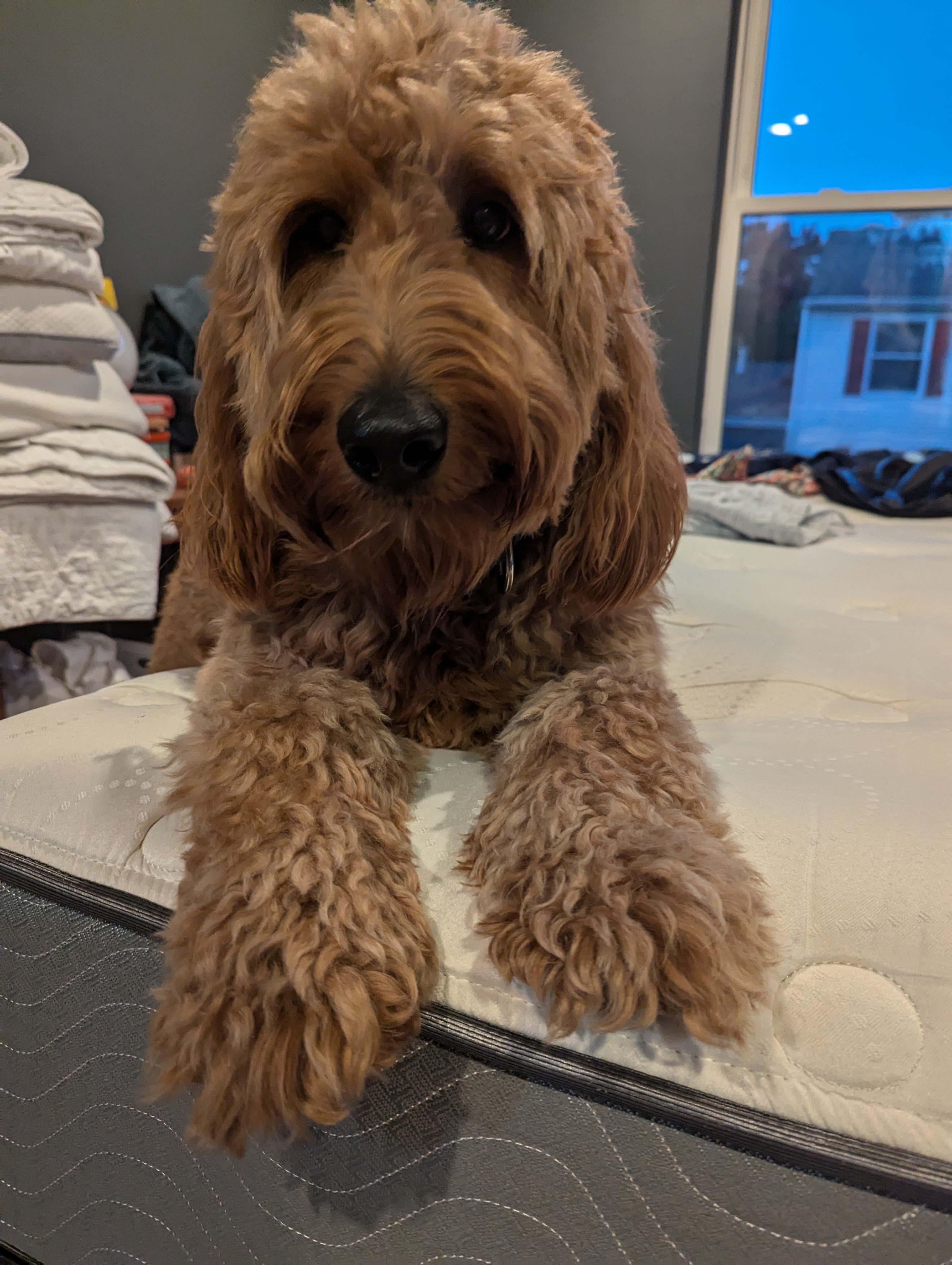 Meet Sadie: The Newest Member of Our Family