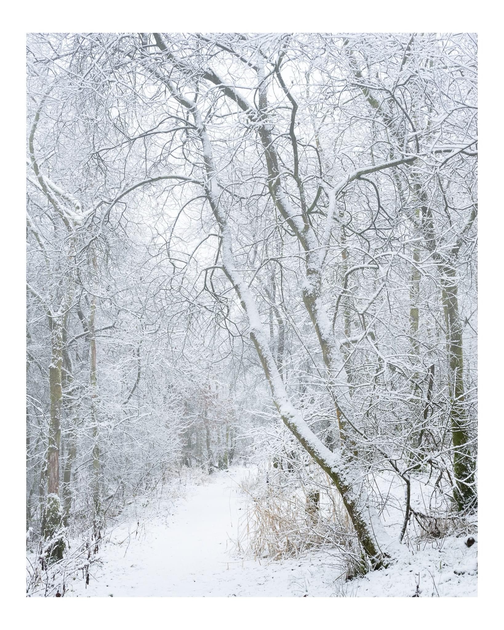 Step into a Magical Winter Wonderland