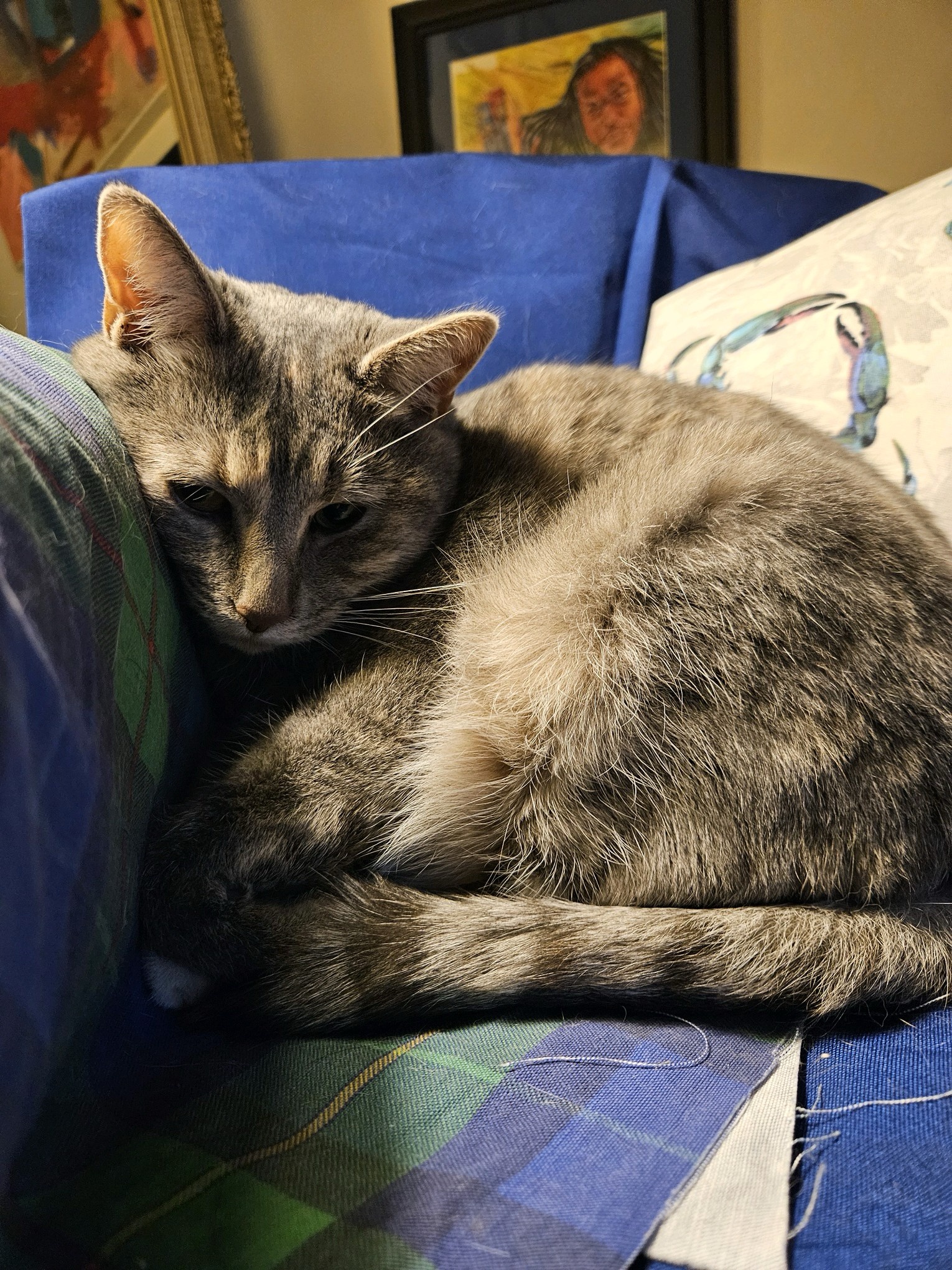 A Daily Dose of Cat Pictures to Brighten Your Day!