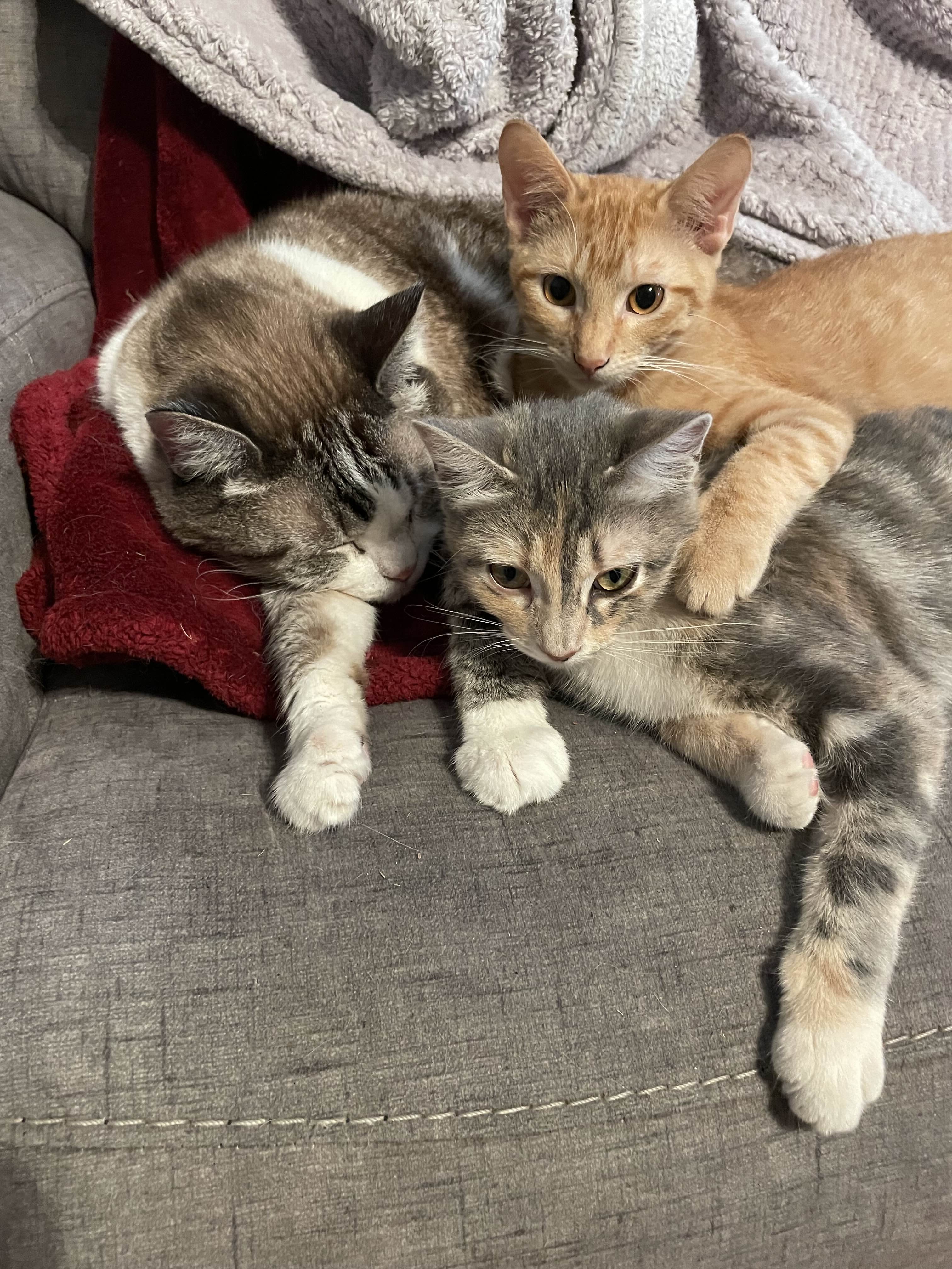 The Adorable Trio of Cuddly Kittens