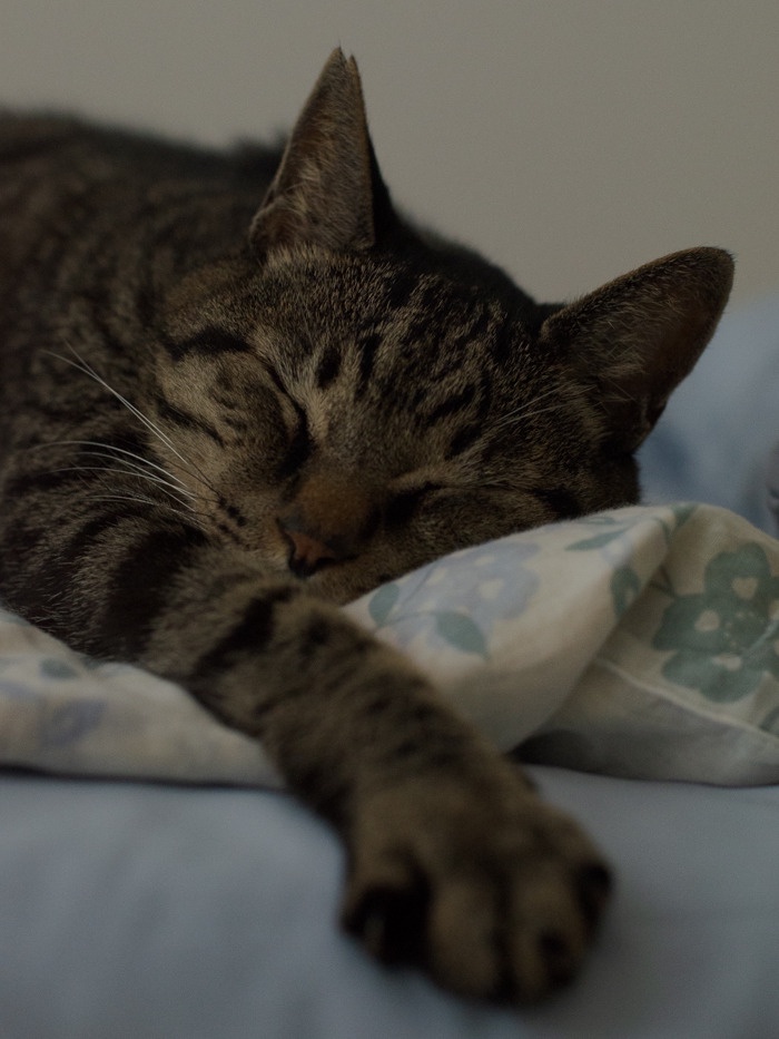 Caught Snoozing: The Art of Napping