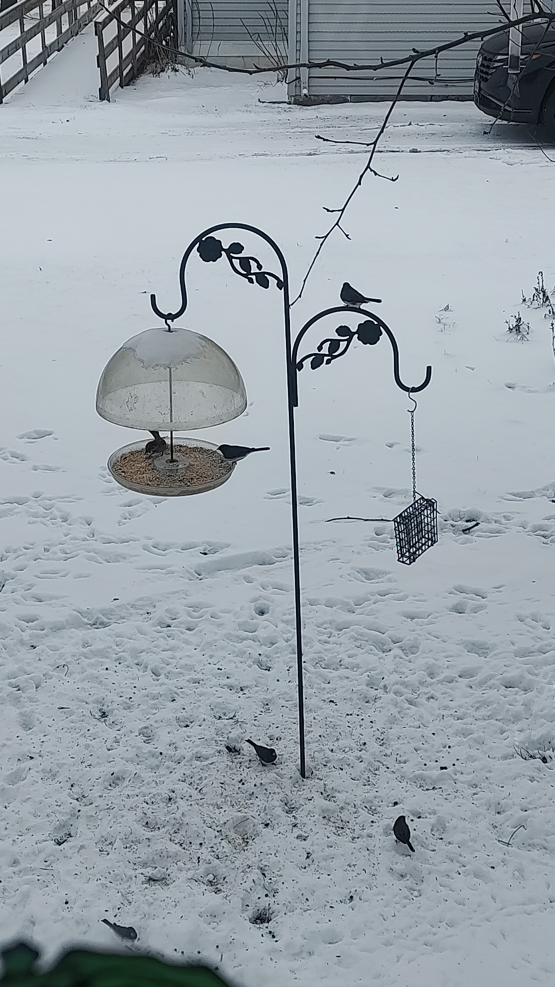 Feeding the Winter Birds: Keeping Them Happy and Full