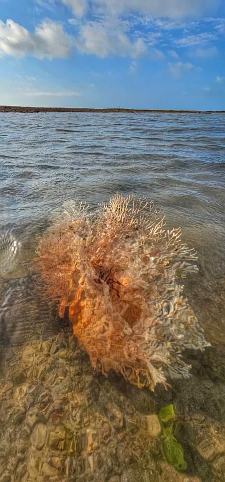 Coral: Nature's Masterpiece