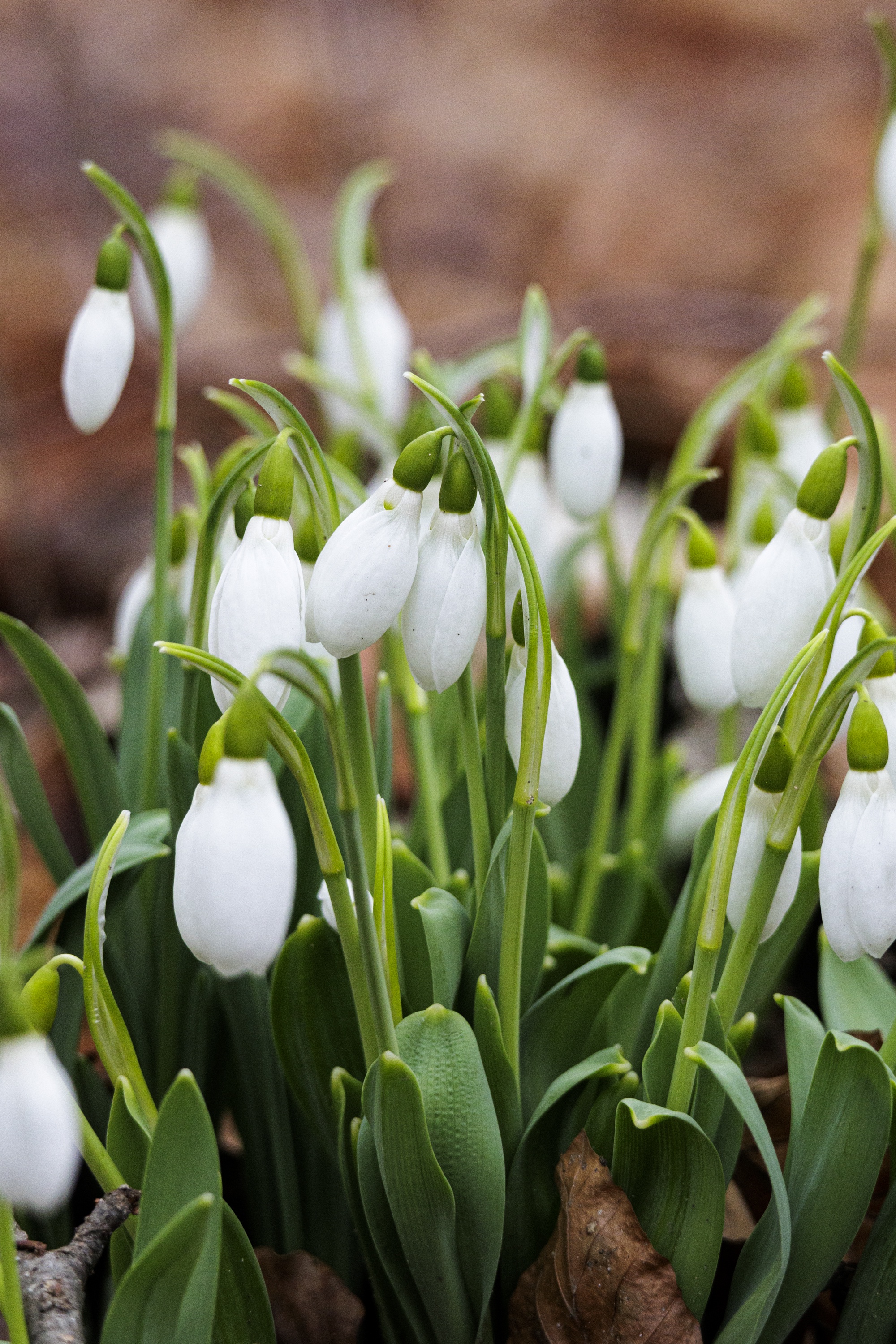 Nature moment of the day #68: Snowdrops heralding the arrival of spring.