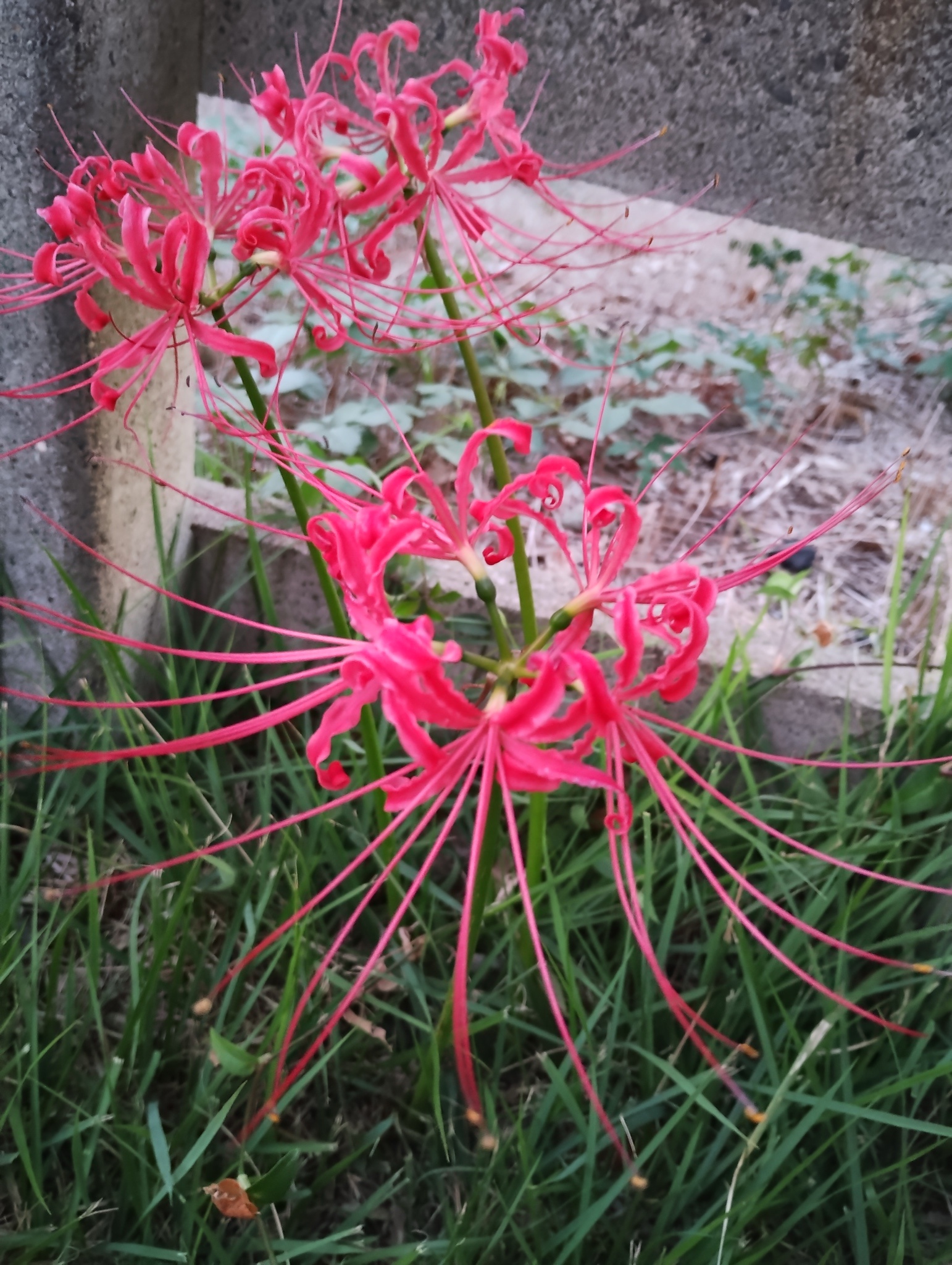 Lycoris: A Beautiful Bloom