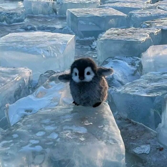 Adorable Plushie on Ice: A Cute Moment Captured