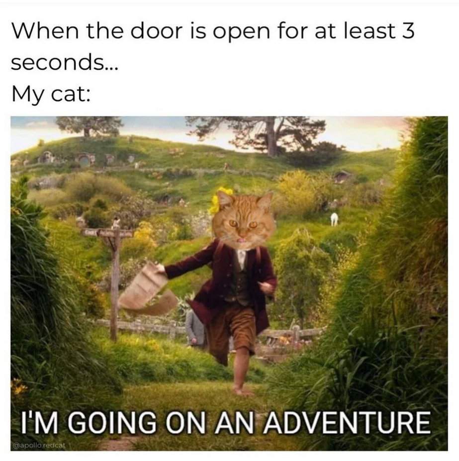 Cat Memes: Your Ultimate Remedy for a Tough Day at Work