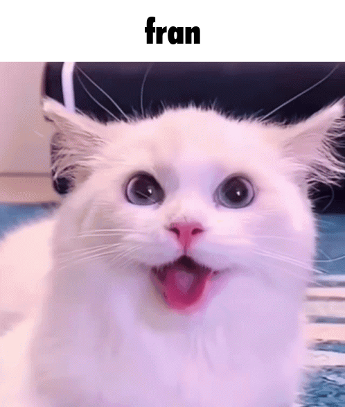 Meet Fran the Cat
