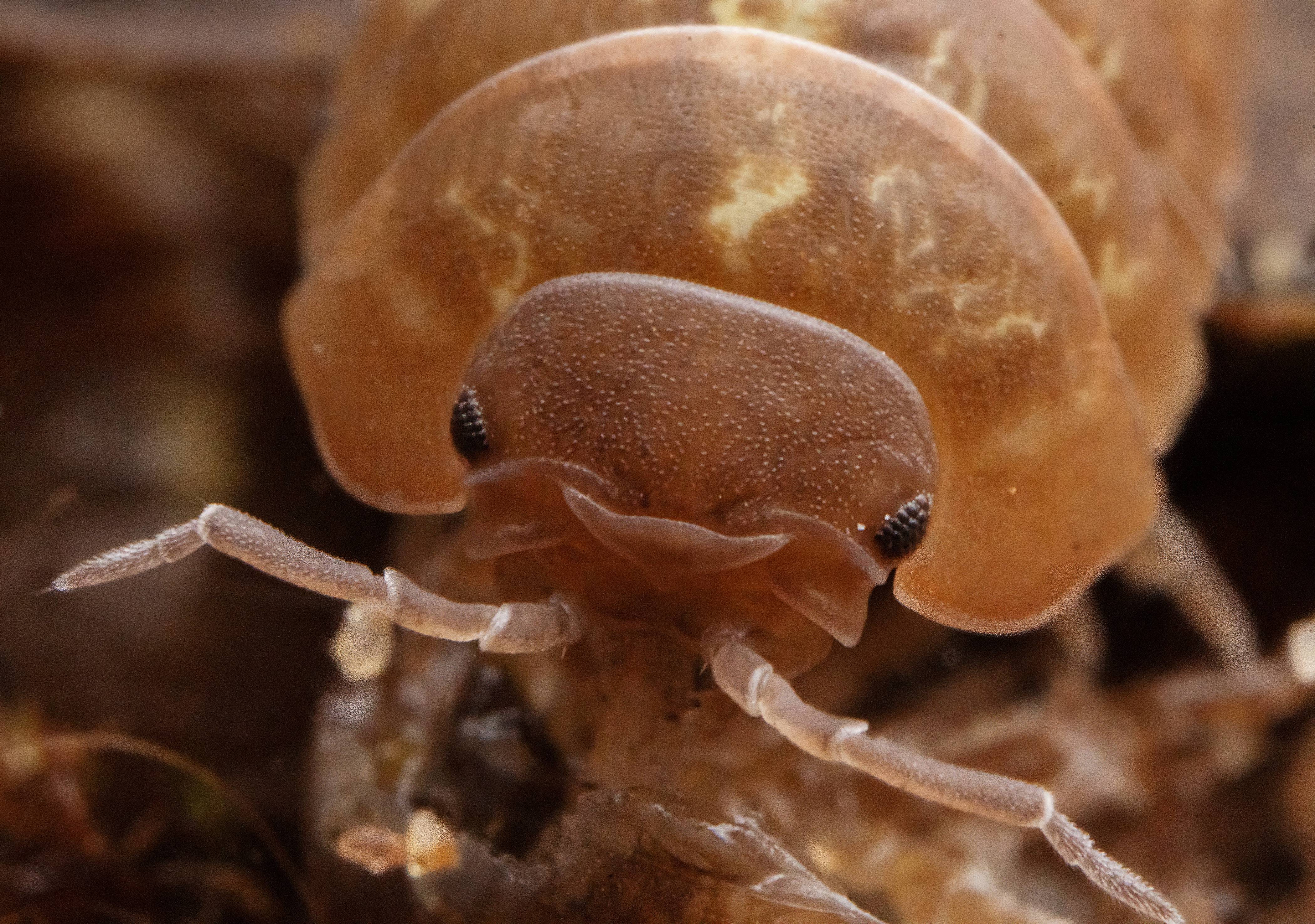 The fascinating world of isopods