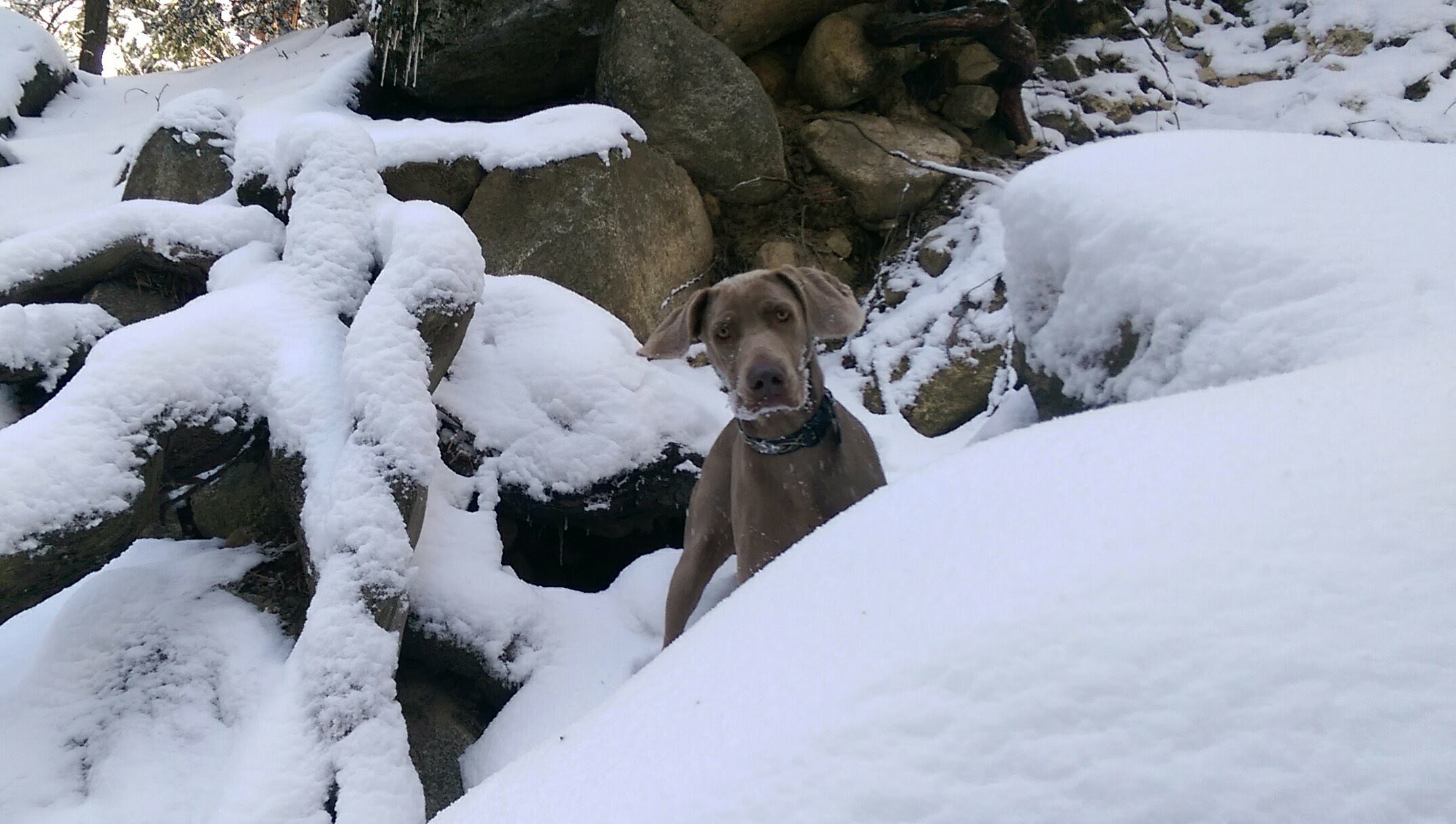 My dog Marlee seamlessly blending into the background
