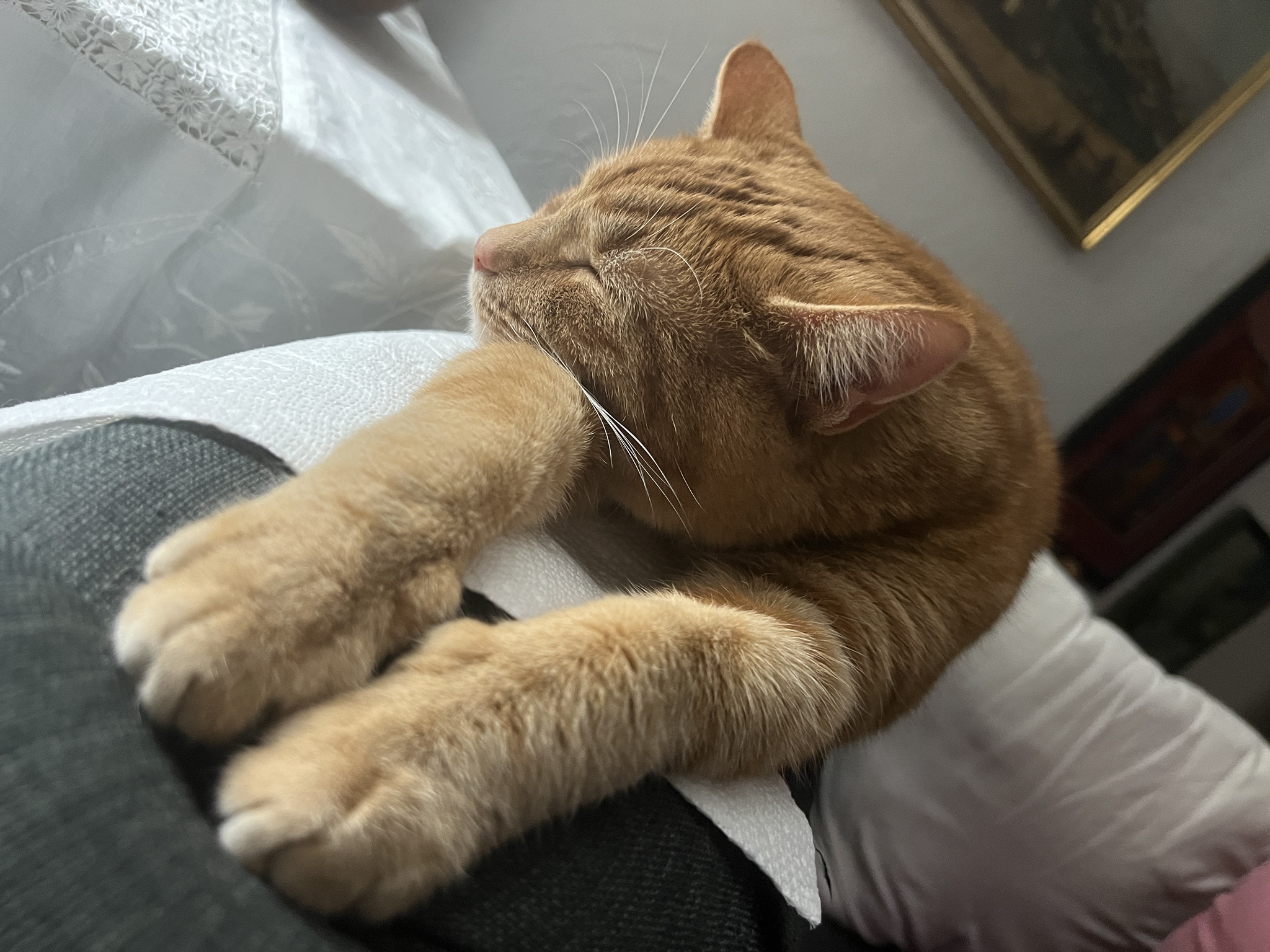 A Daily Dose of Cat Pictures to Brighten Your Day