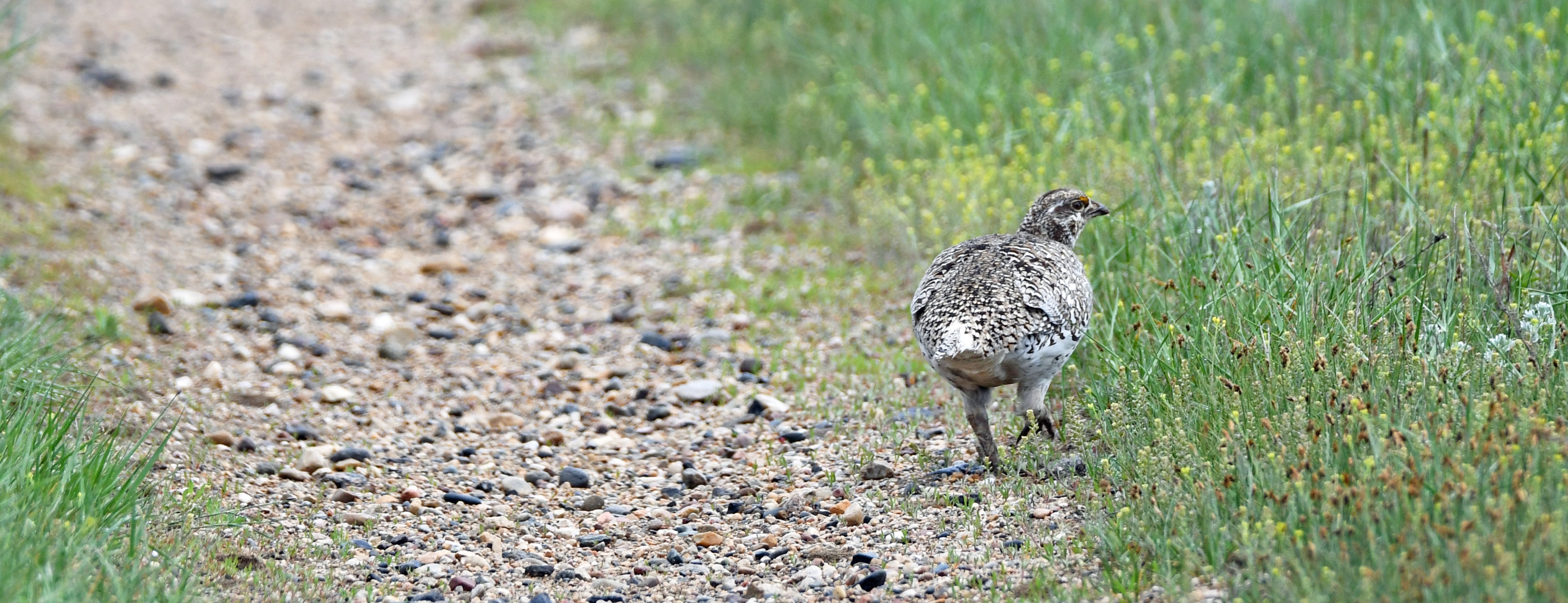 The Prairie Chicken's Journey: Why Did It Cross the Road?