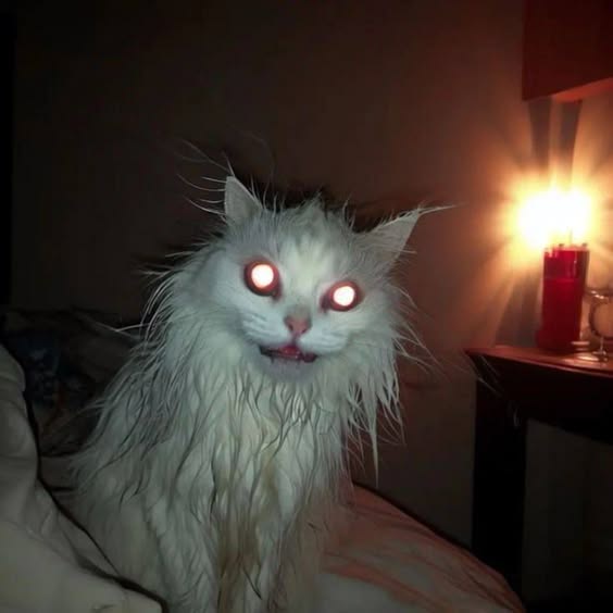 Adorable Cat Moments