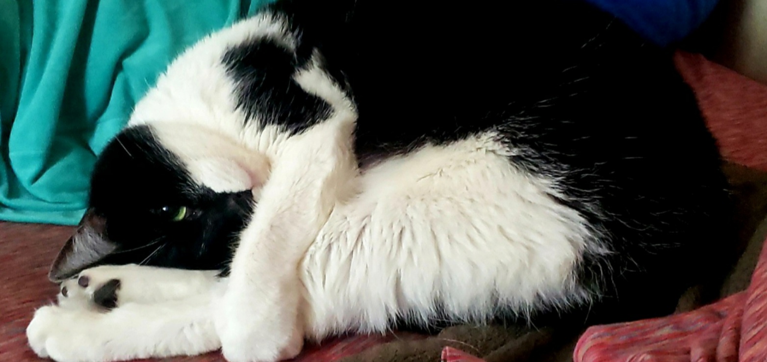 Miss Iris: The Epitome of Cuteness
