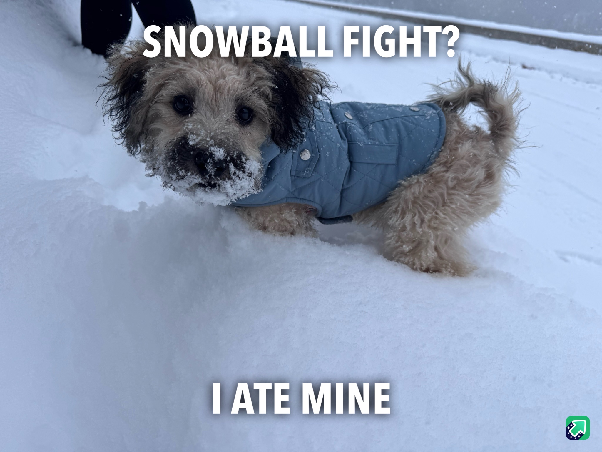 Ready for a Snowball Fight?