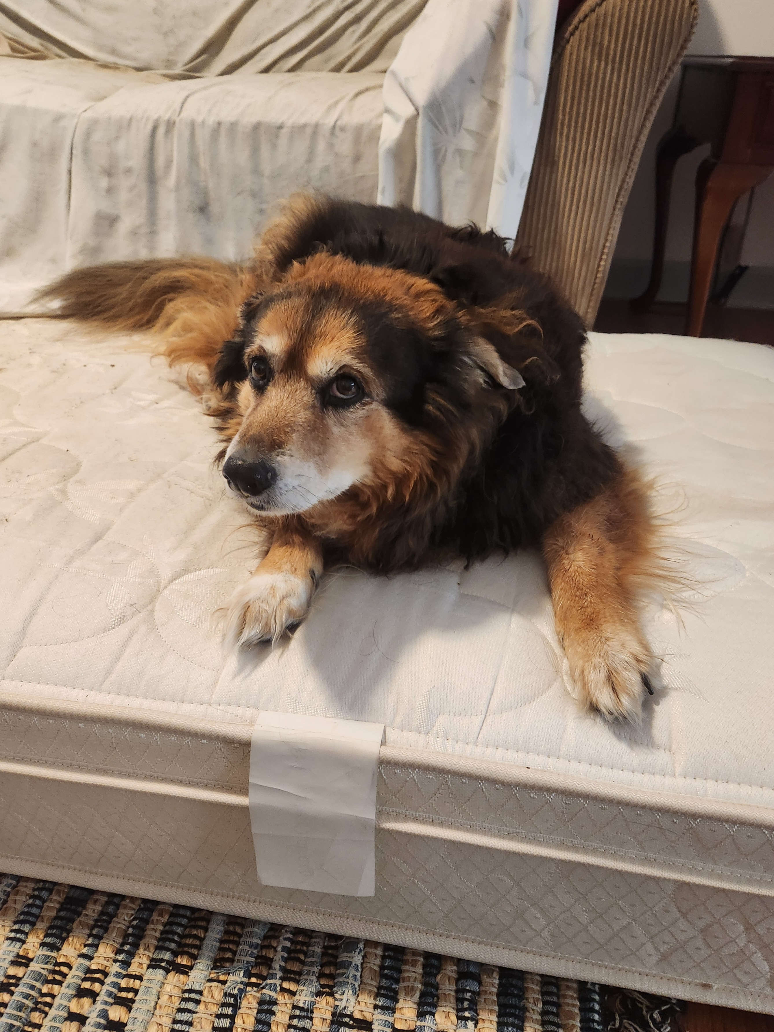 Daily Dose of Cuteness: Peanut the Dog - Day 1525
