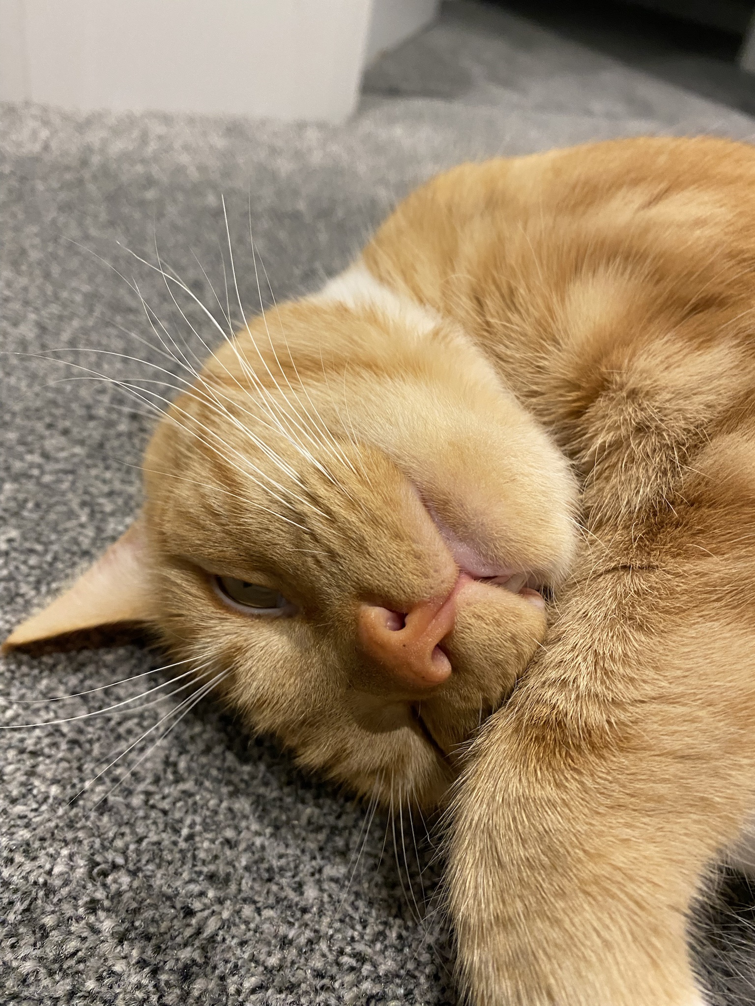Biscuit's Daily Dose of Cuteness