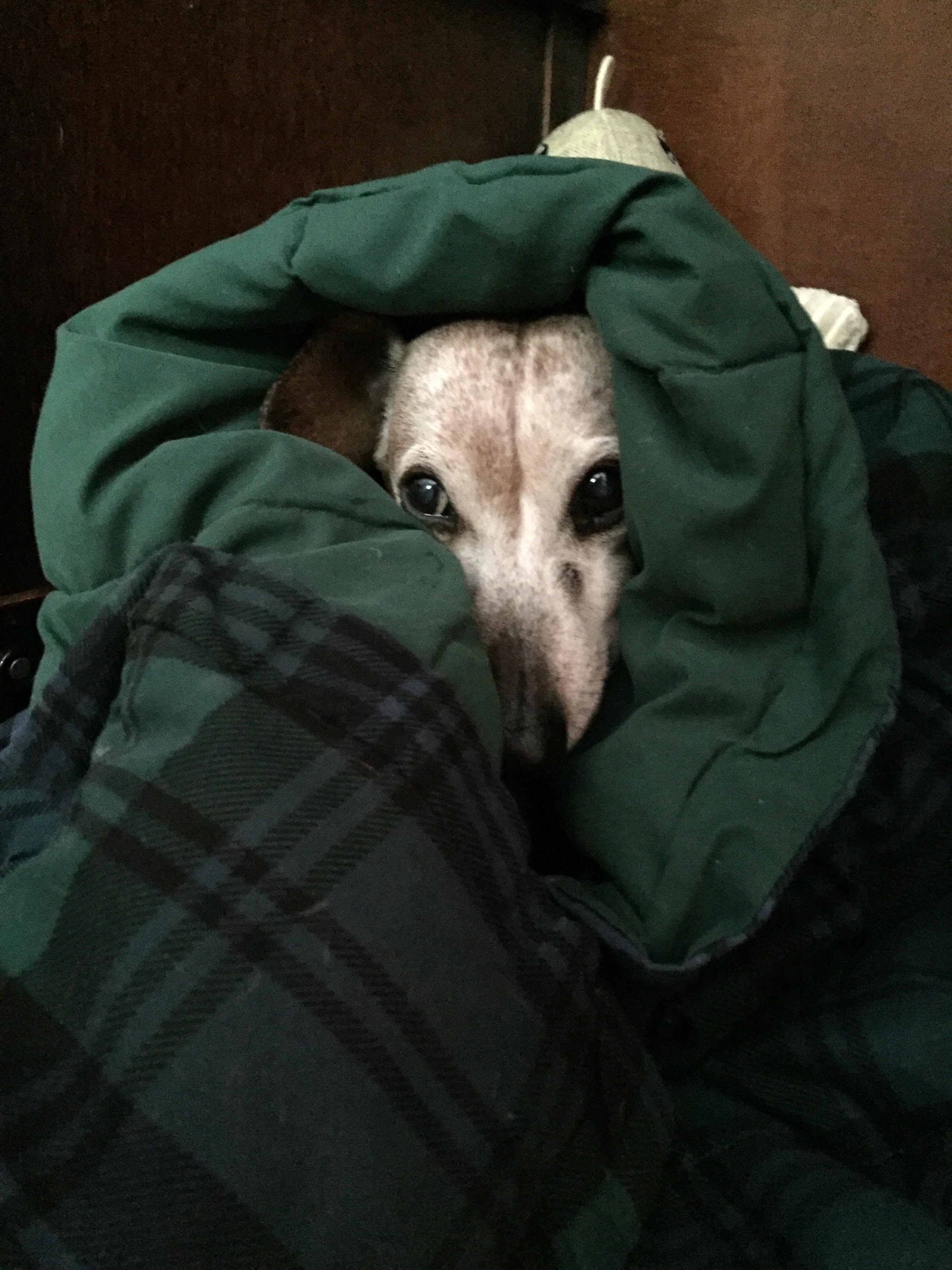 Saying Goodbye to My Best Friend Yesterday