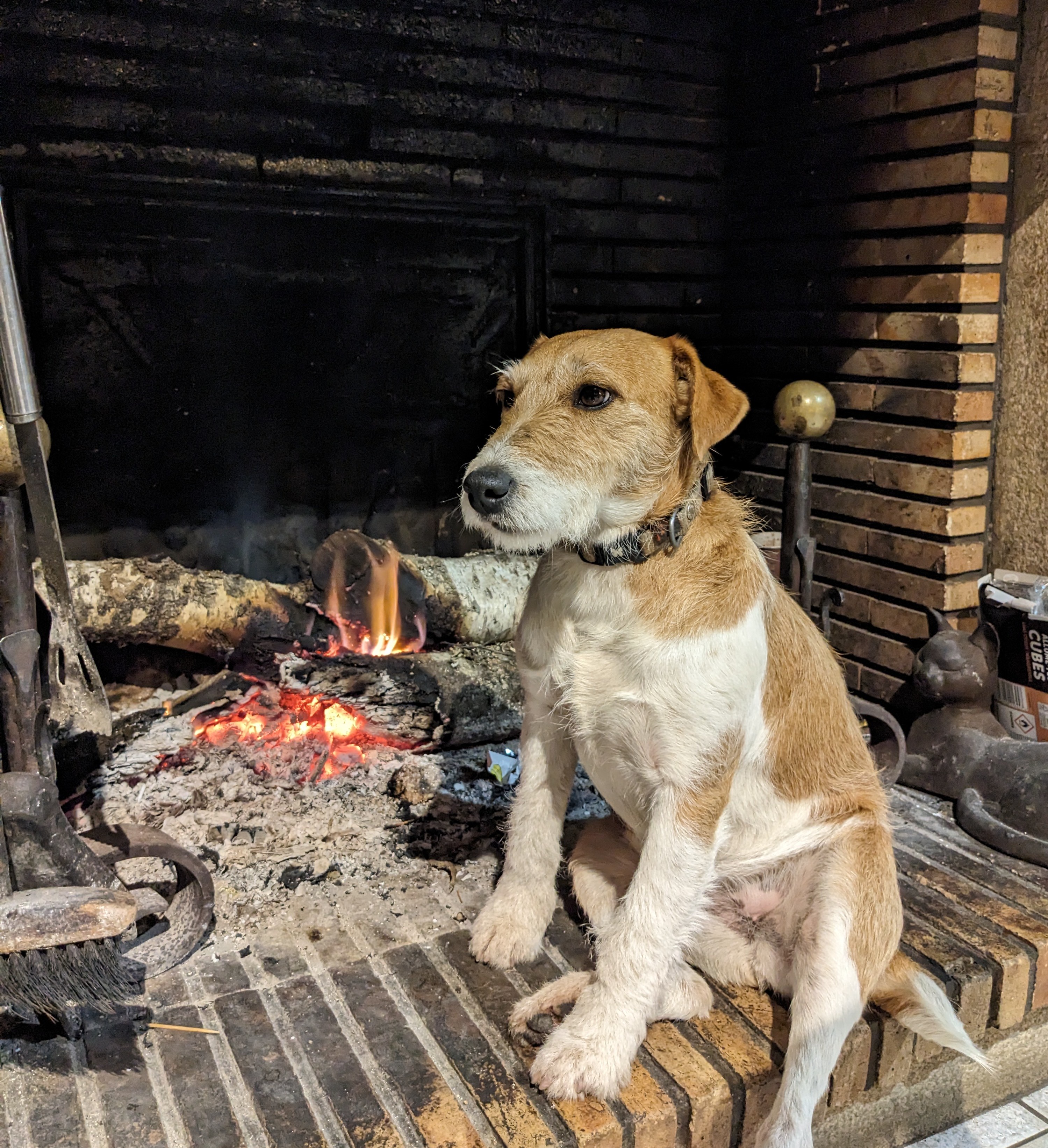 My Mom's Adorable Dog on Christmas Eve
