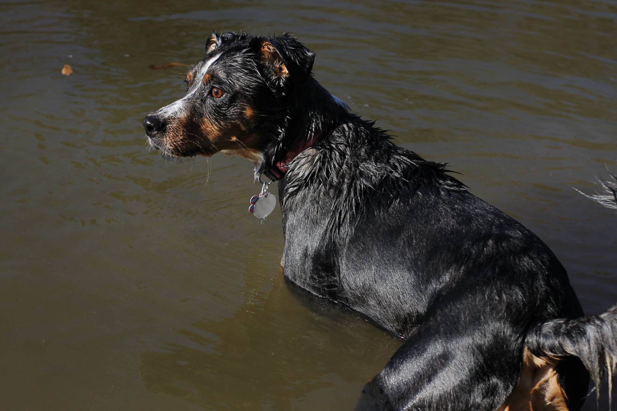 Sadie Enjoying a Swim