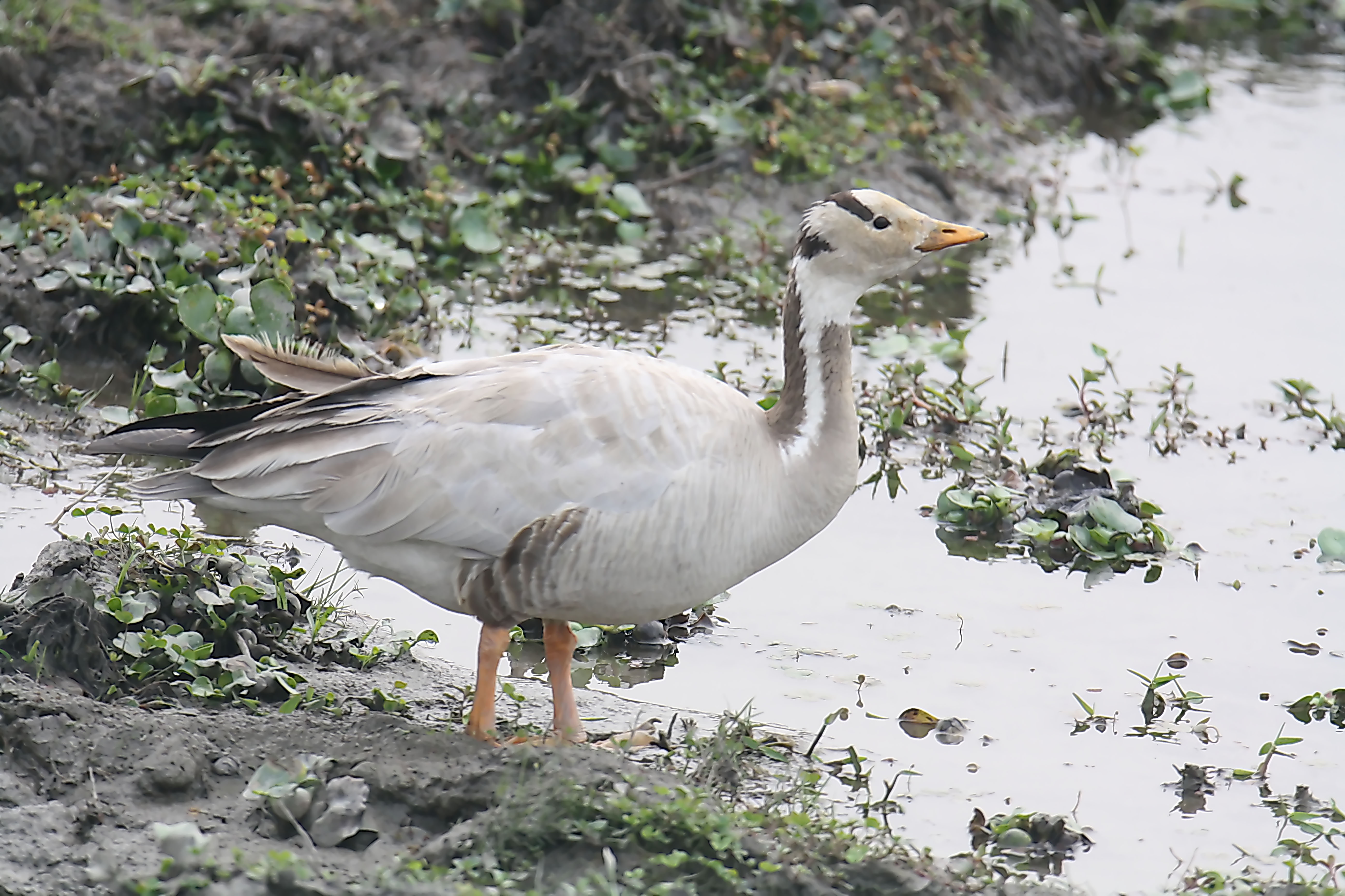 Meet the incredible Bar Headed Geese!