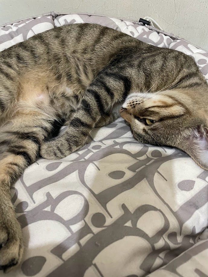 Yet another delightful cat sighting
