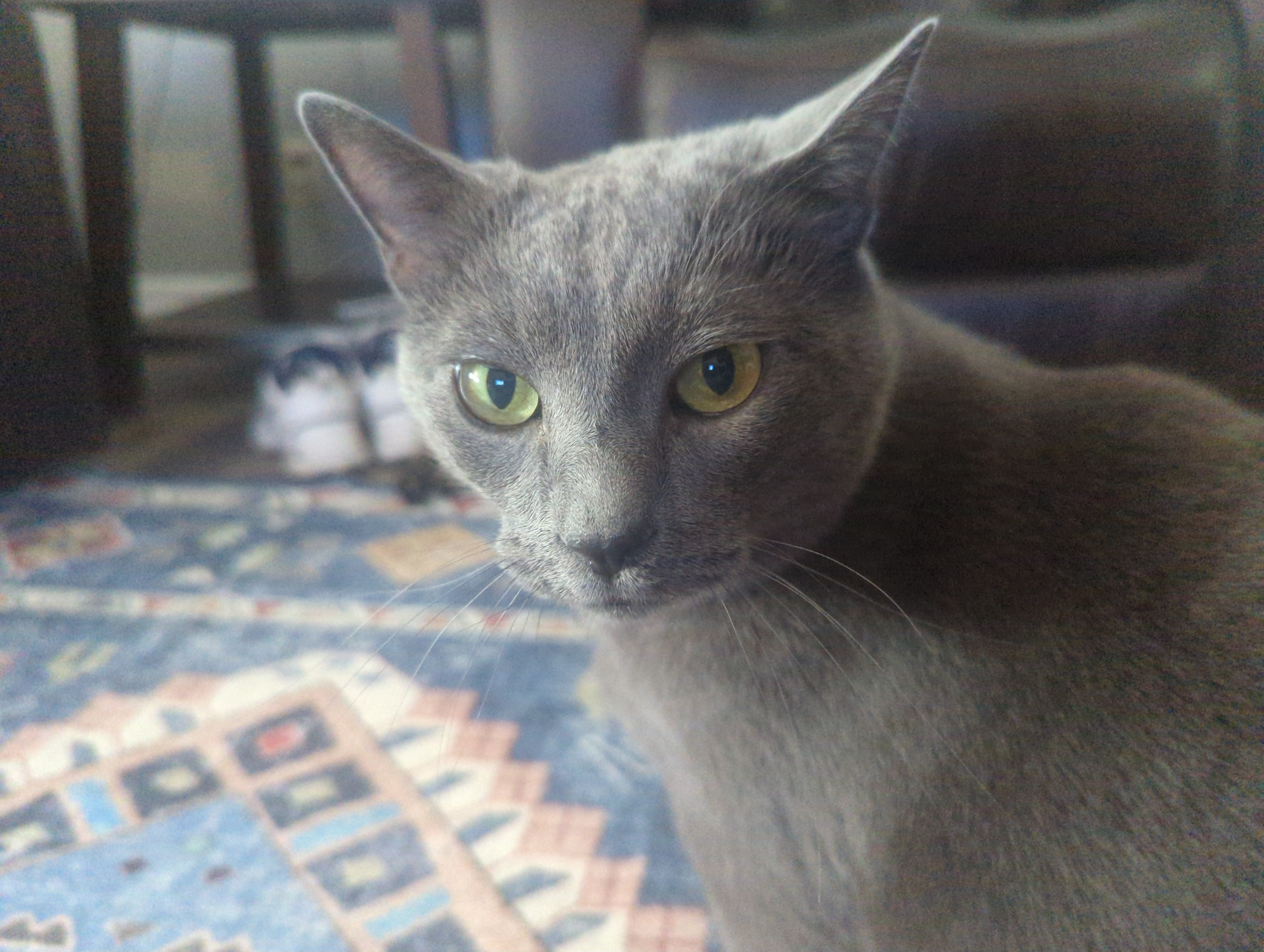 A Cat Picture That Judges You Silently