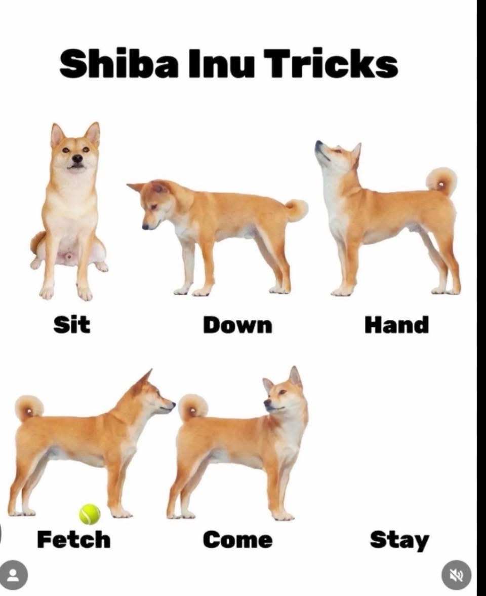 If you know, you know - Shiba Inu science edition!