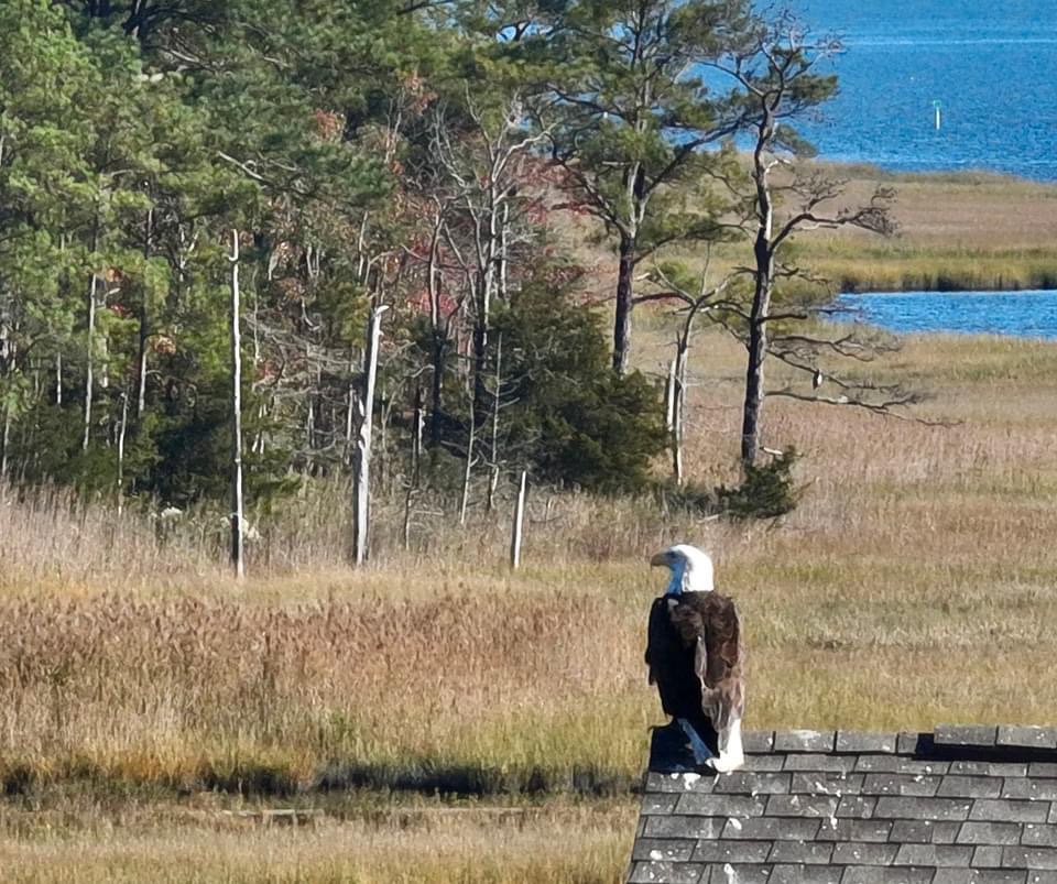 Majestic Eagle in All Its Glory