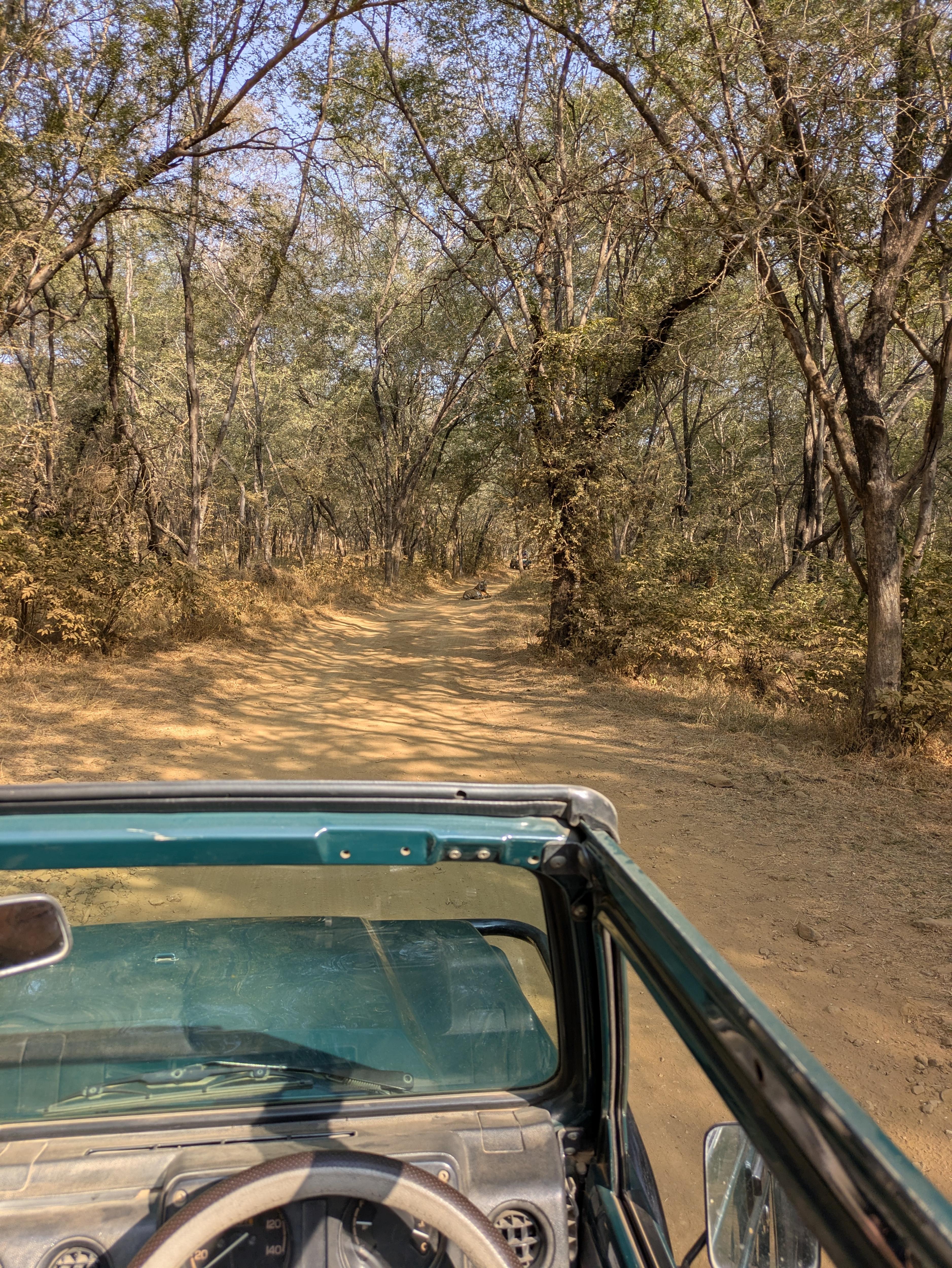 Unexpected Road Encounters in India