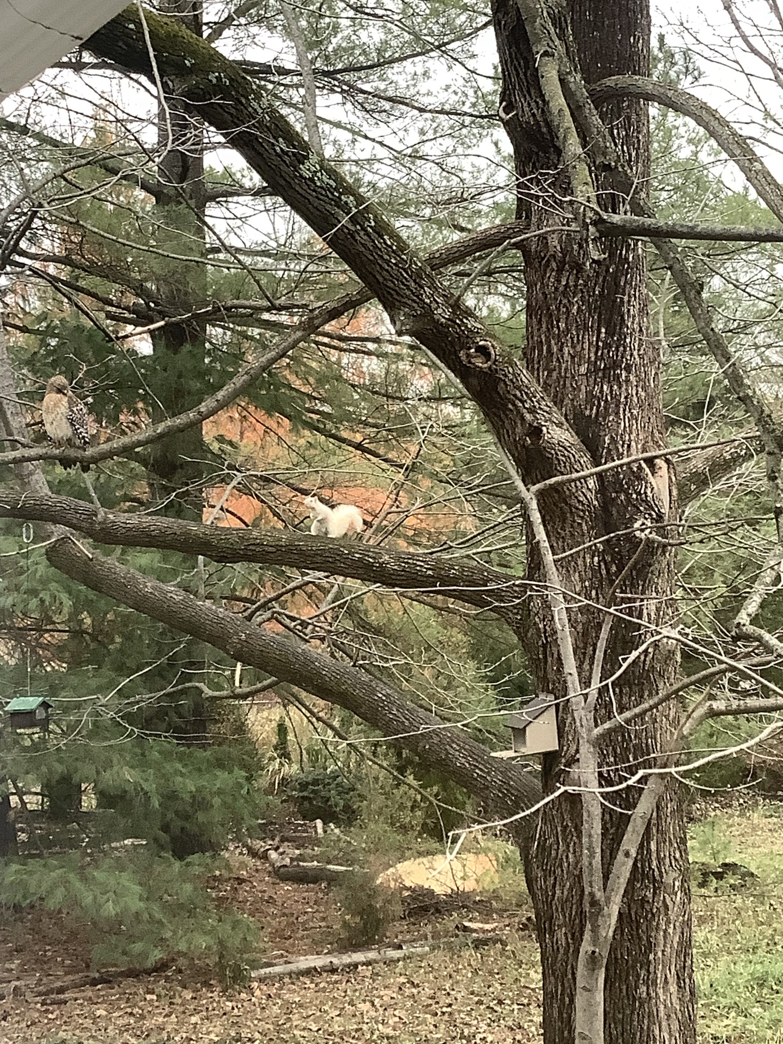 Cooper's Hawk Meets Albino Squirrel: A Nature Encounter