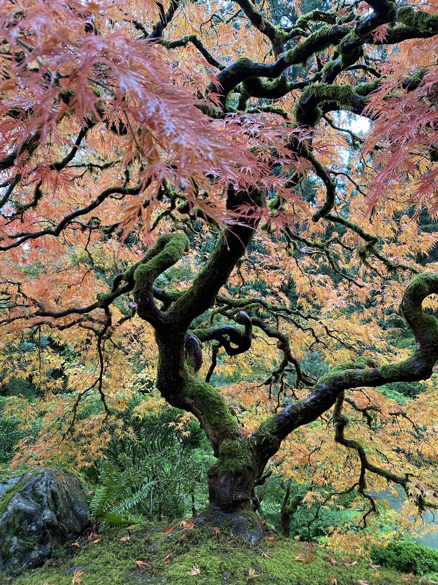 A Glimpse from the Beautiful Portland Japanese Gardens