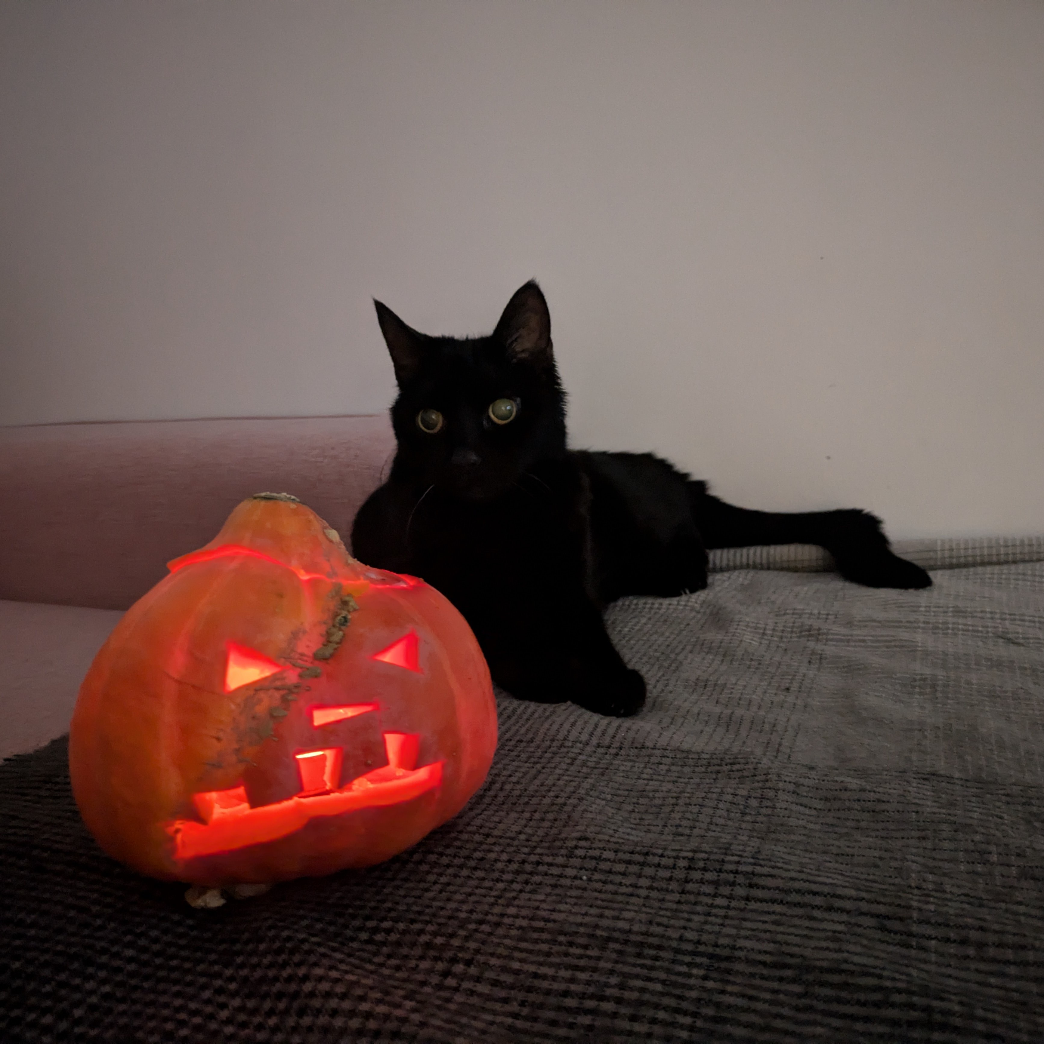 Tonight Belongs to George: Celebrating Meowloween in Style!
