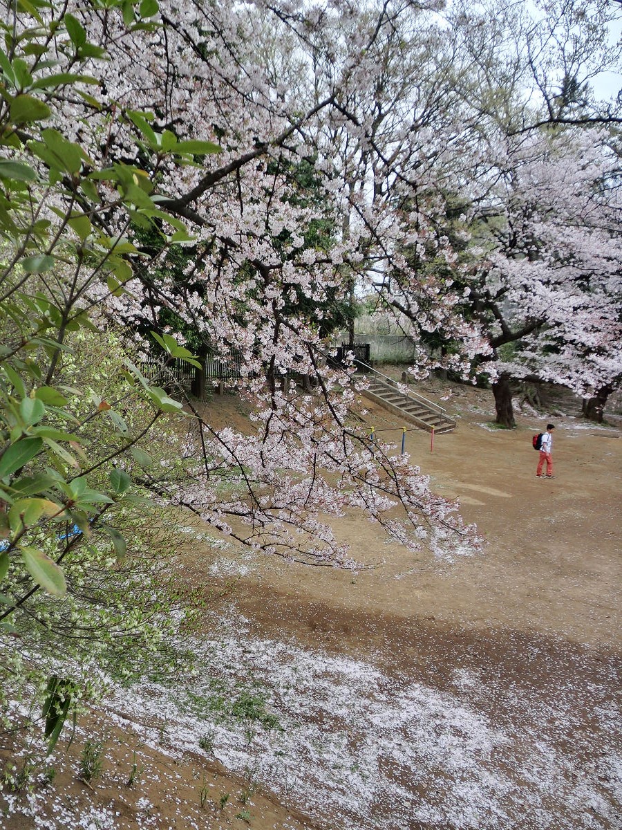 Throwback to April 2015 in Matsudo, Chiba Prefecture