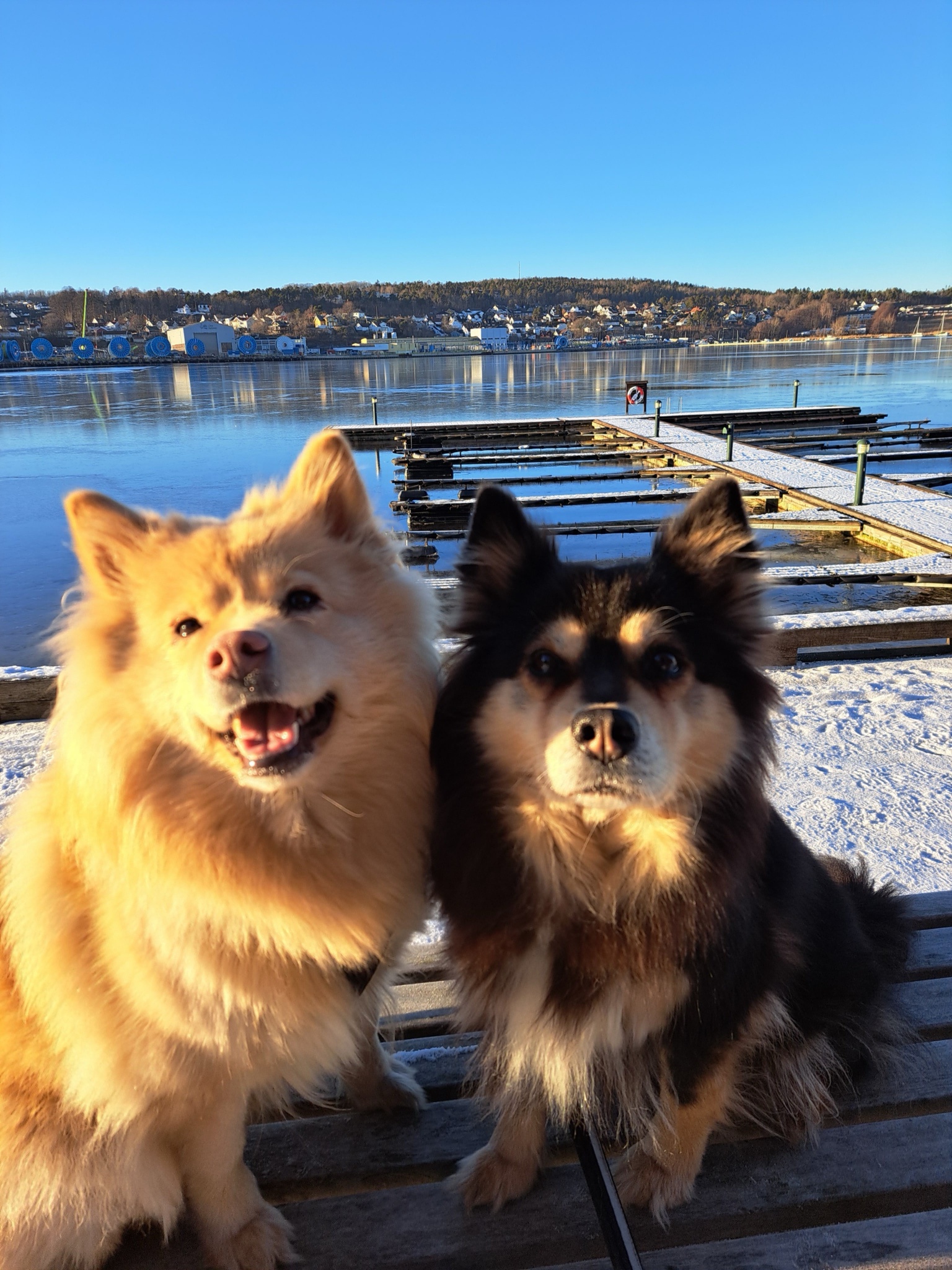 Sisu and Kira Sending Their Greetings!