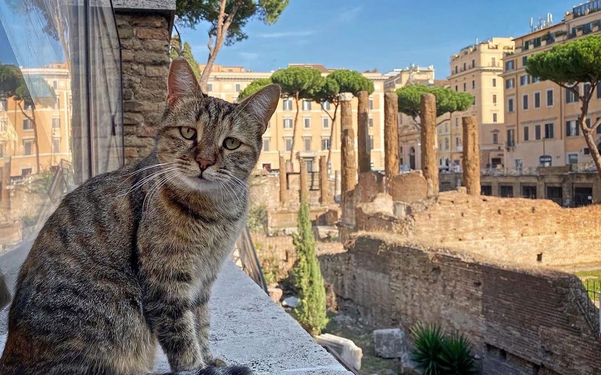 Exploring Torre Argentina: The Archaeological Gem in Rome Where Julius Caesar Met His Fate