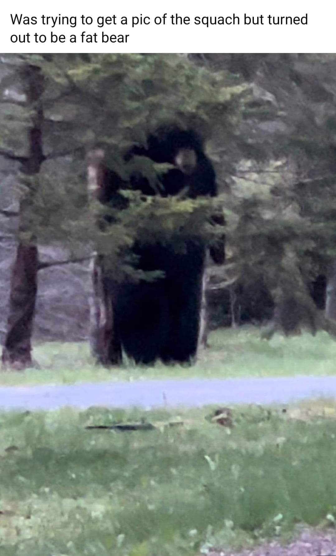 Nobody Anticipates the Arrival of the Fat Bear!