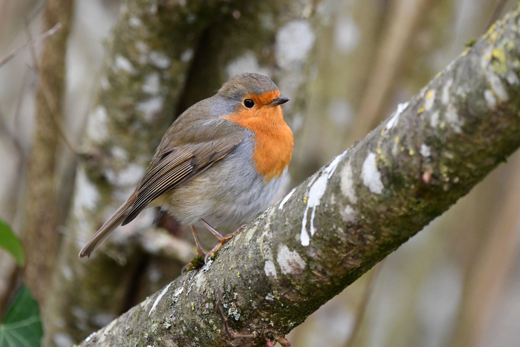 The Familiar Robin: A French Encounter